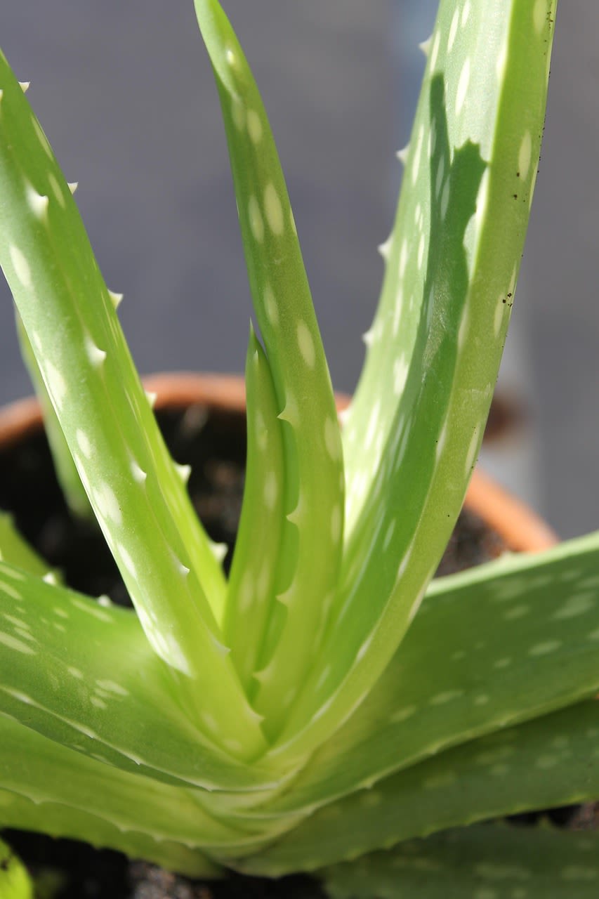 Close-up of a potted aloe vera plant with thick green leaves