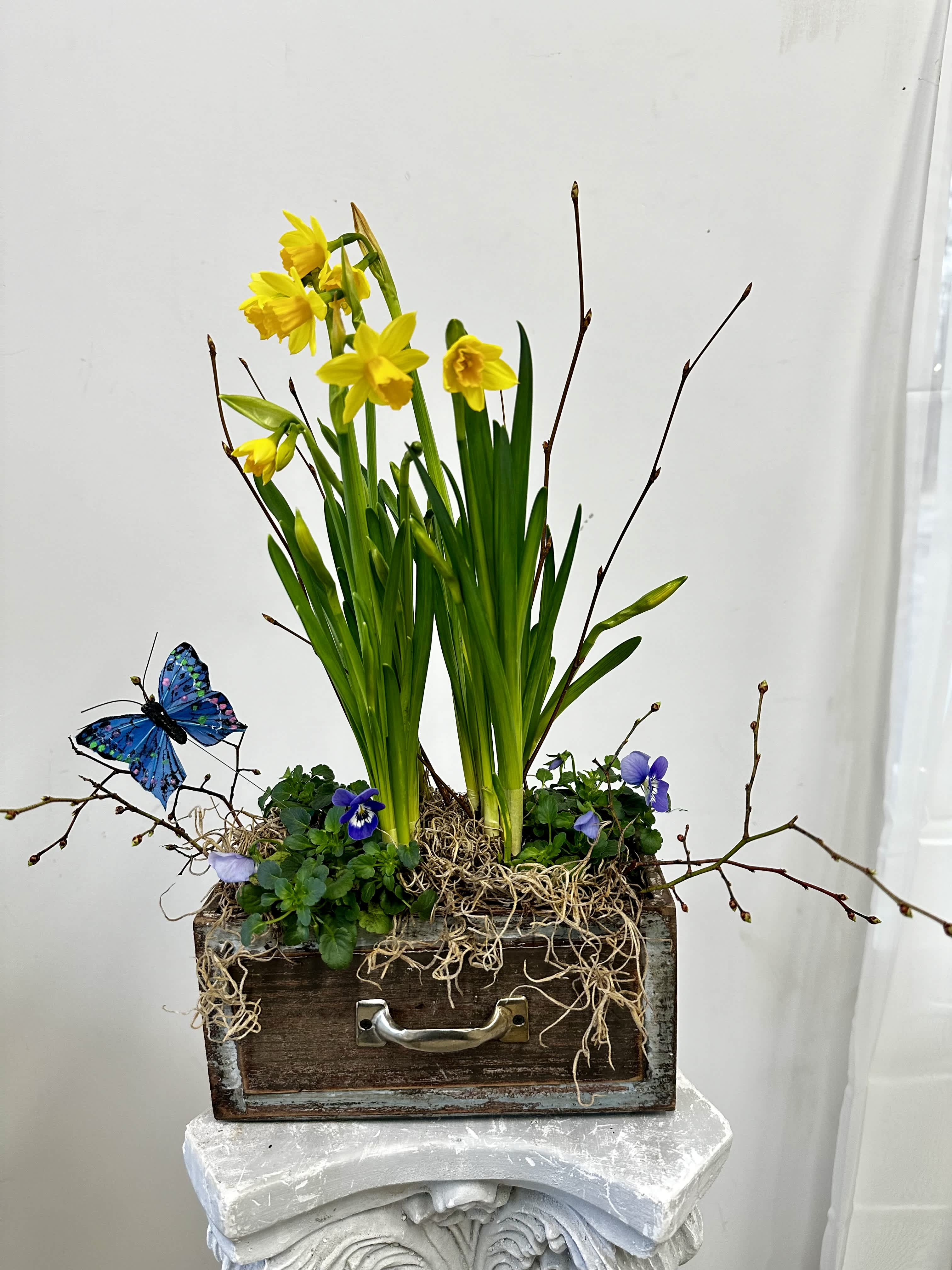 Daffodils Spring Garden with butterfly by Westford Florist Art by Veny - Transform your living space into a serene oasis with the Daffodils Spring Garden featuring violets and a delicate butterfly, meticulously crafted by Westford Florist Art by Veny. This exquisite arrangement captures the essence of spring, blending vibrant yellow daffodils with graceful violets in a stunning vintage box that adds an elegant touch to any décor. Perfect for brightening up your home or as a thoughtful gift, this artful display reflects nature's beauty and the artistry of floral design. Experience the charm of spring year-round with this captivating centerpiece that promises to enchant and inspire.