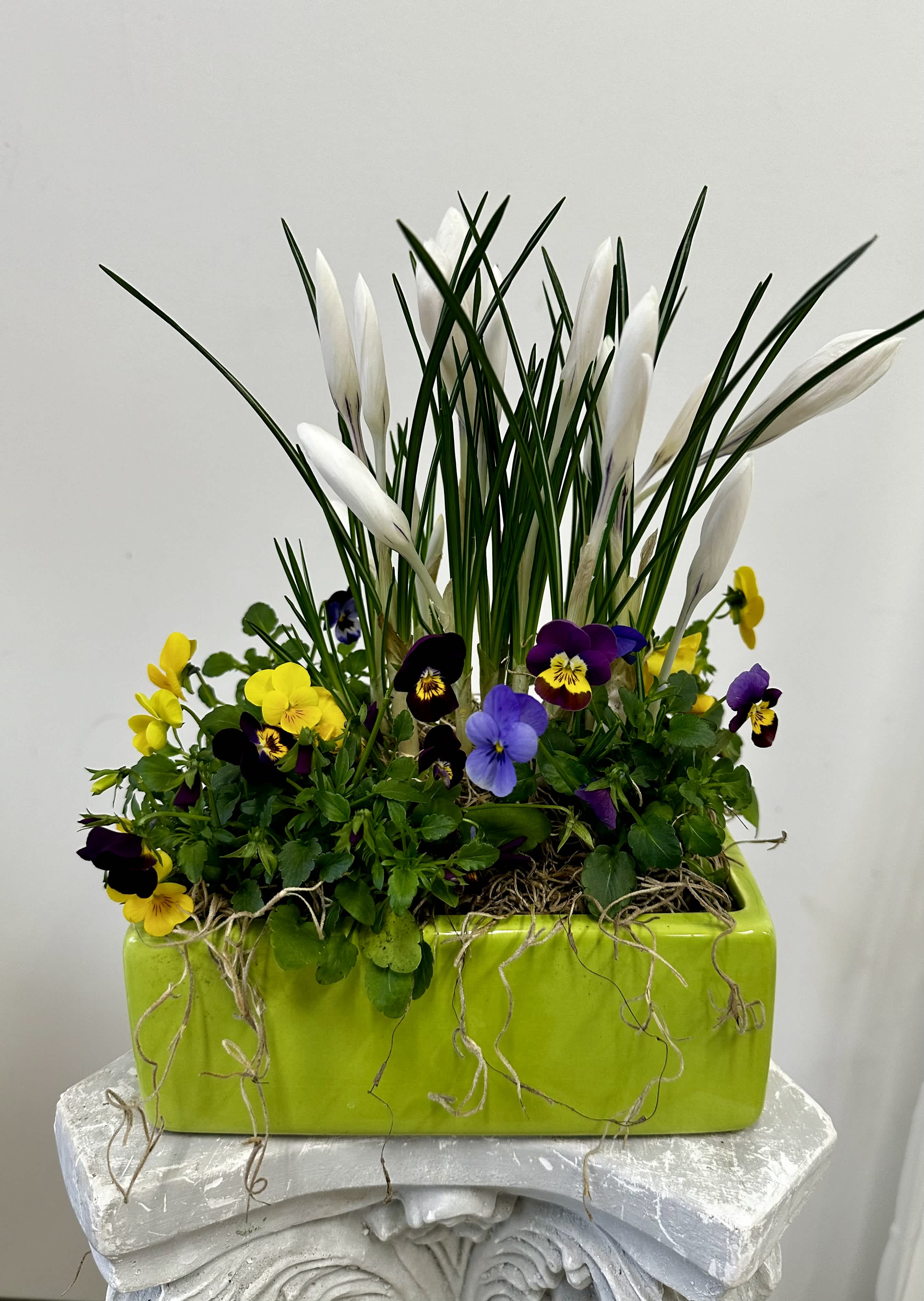 Crocuses and Violets Garden by Westford Florist Art by Veny - Elevate your living space with the Crocuses and Violets Live Garden by Westford Florist Art by Veny. This exquisite arrangement features vibrant crocuses and delicate violets, meticulously curated to bring a touch of spring into your home year-round. Presented in an elegant ceramic container, this garden not only embodies natural beauty but also reflects sophistication, making it a perfect gift or addition to any decor style. Each plant is chosen for its lush color palette and resilience, ensuring that you can enjoy their enchanting blooms long after they arrive. Ideal for both professional settings and cozy interiors, this live garden serves as a refreshing reminder of nature’s artistry. Transform your environment today with the timeless elegance of Crocuses and Violets from Westford Florist—a nod to beauty that thrives in every season.