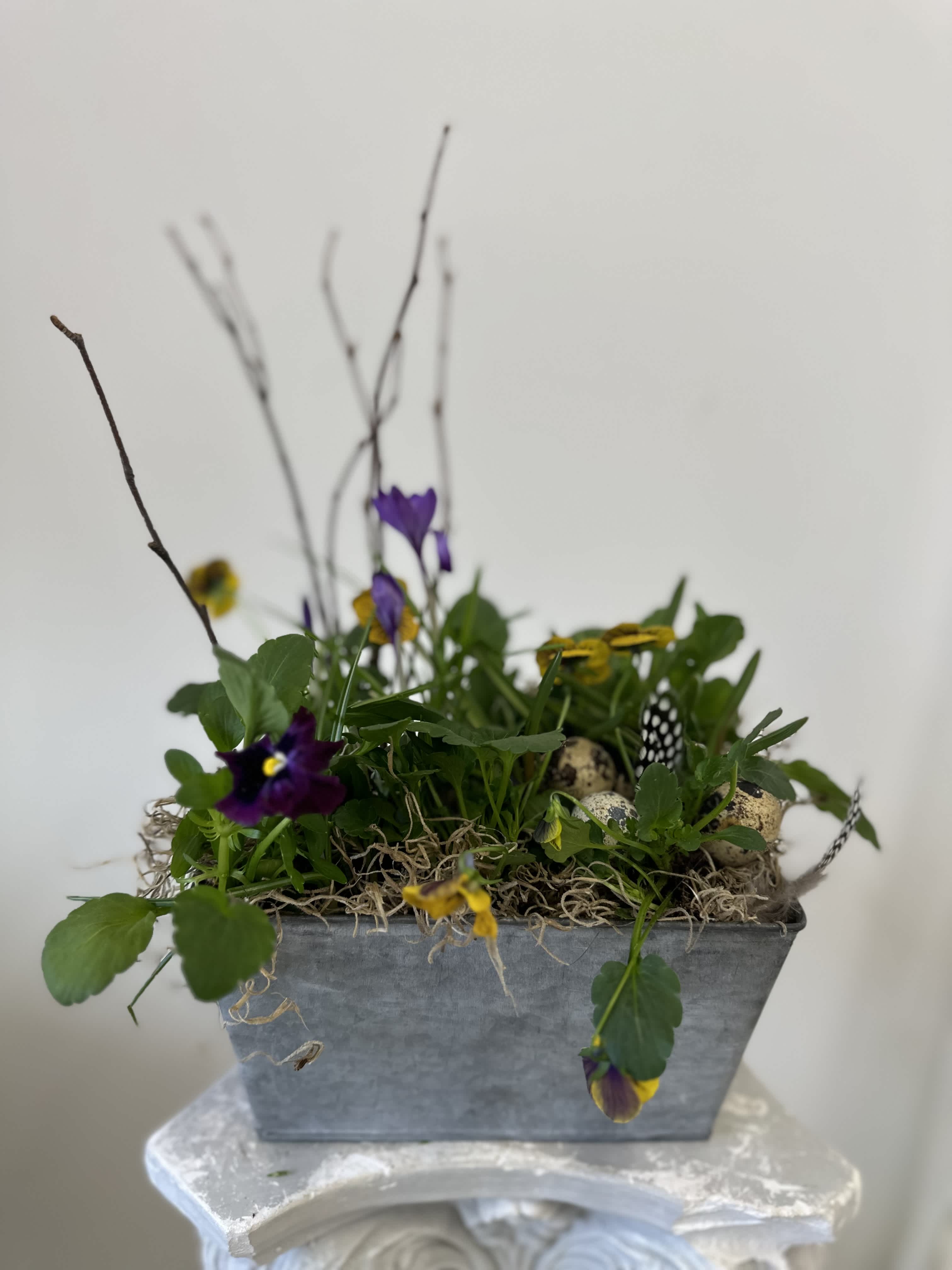 Violets are blue by Westford Florist Art by Veny - Bring the beauty of the outdoors inside with charming "Violets are Blue" spring mix by Westford Florist Art by Veny. This delightful arrangement features a vibrant assortment of violets complemented by whimsical eggs and feathers, perfect for adding a touch of nature to any space. Looking for a unique gift idea? Look no further! Treat yourself or surprise someone special with this one-of-a-kind floral creation by Westford Florist that is sure to brighten any room. Embrace the magic of spring all year round with "Violets are Blue" - your indoor garden oasis awaits!