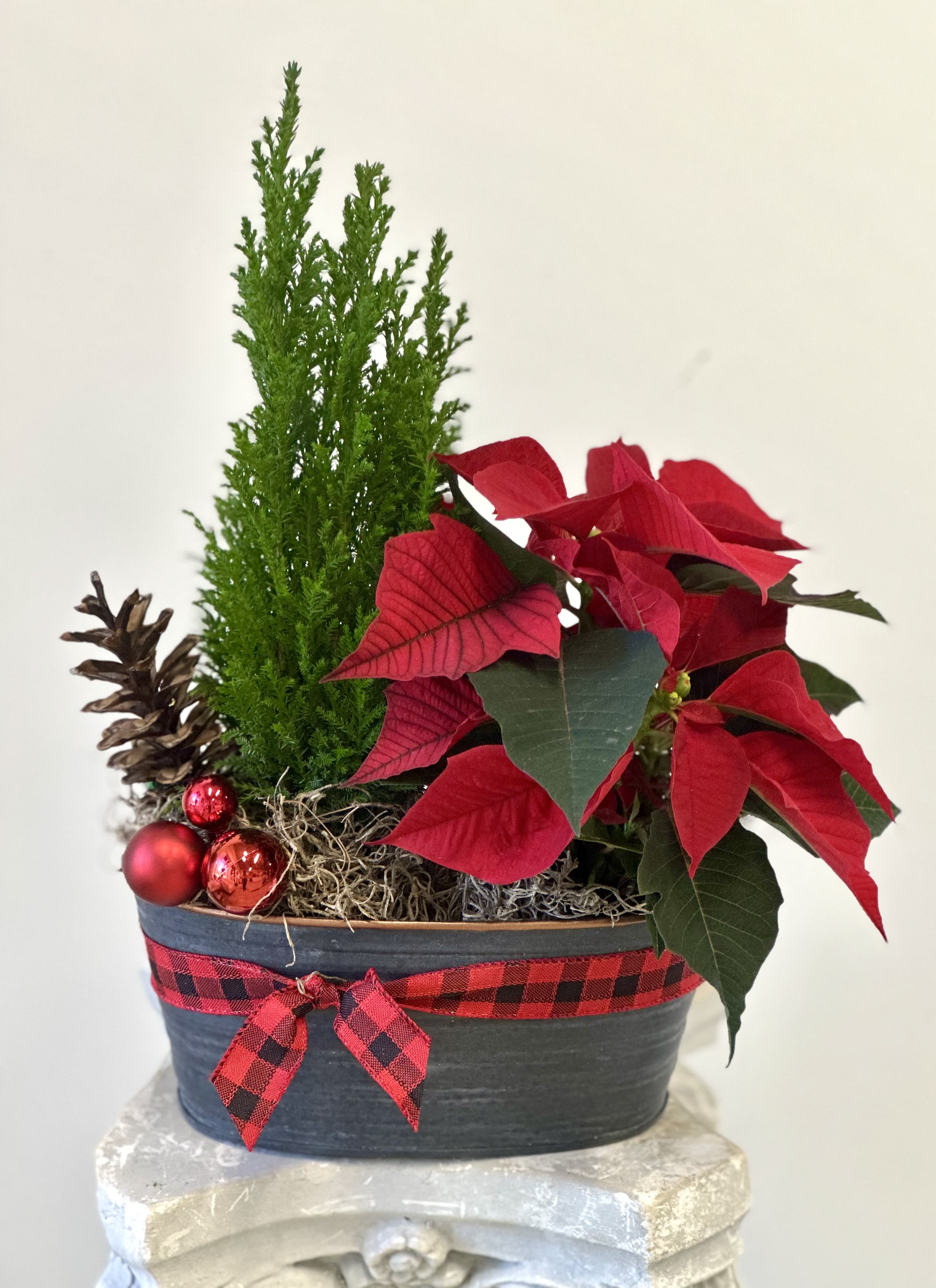 Country Charm by Westford Florist Art by Veny - Embrace the warmth of the holiday season with Country Charm by Westford Florist Art by Veny, a delightful centerpiece that captures the essence of rustic elegance. This enchanting arrangement features a lush 4-inch cypress green tree gracefully paired with vibrant red poinsettias, all nestled in a charming tin container. Adorned with natural pinecones and festive ornaments, complemented by a cheerful Christmas bow, this piece brings timeless beauty to any setting. Perfect for enhancing your home or gifting to loved ones, Country Charm is sure to evoke cherished memories and celebrate the spirit of Christmas with every glance. 