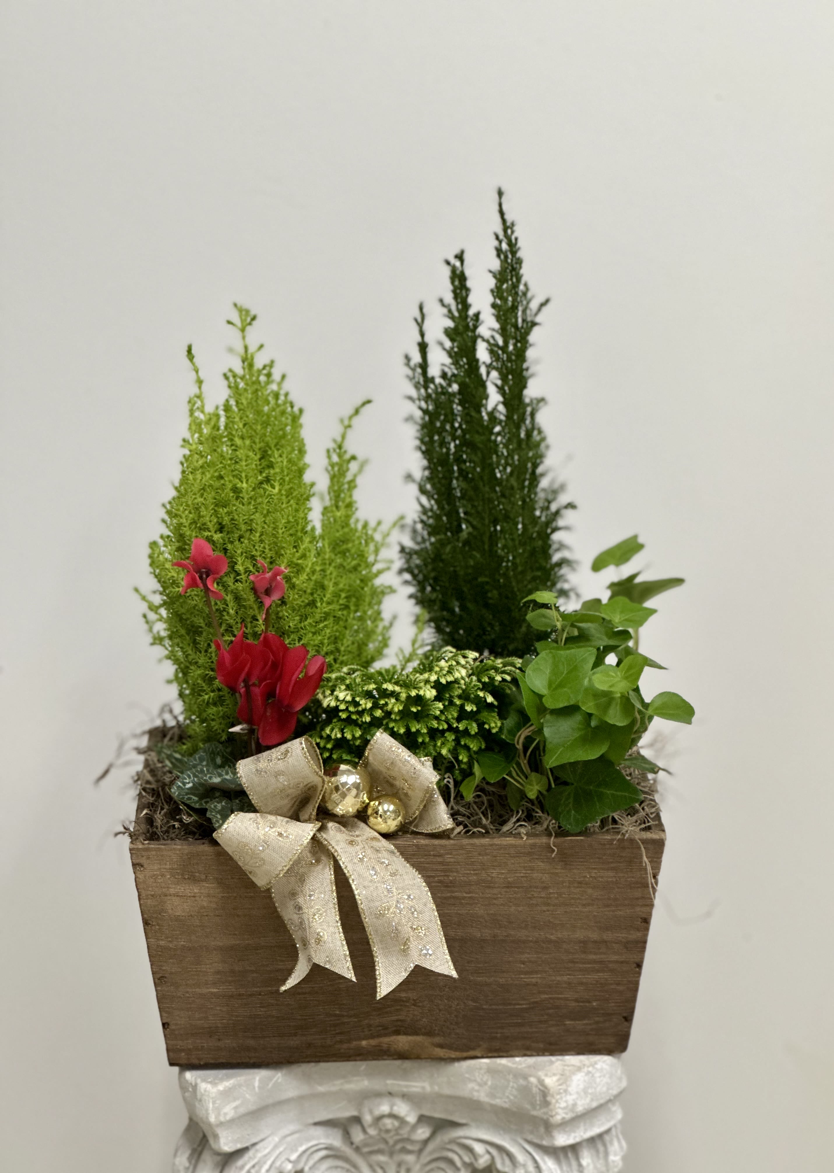 Enchanted Evergreens Holiday Garden by Westford Florist Art by Veny - Step into a winter wonderland with the Enchanted Evergreens Holiday Garden by Westford Florist Art by Veny! This delightful arrangement is more than just decor; it’s a festive experience waiting to unfold. Nestled in a rustic 10" wooden box and standing at 16-nch tall, you'll find a stunning 4-inch Goldcrest Cypress tree surrounded by cheerful red cyclamen and lush greens of ivy and selaginella—each one celebrating the spirit of the season. Adorned with sparkling ornaments, gleaming ribbons, and charming pine cones for that authentic touch, this enchanting centerpiece captures all the joy Christmas has to offer! Perfect for your home or as a heartfelt gift, let this magical garden illuminate your holiday gatherings with warmth and cheer. Bring home the essence of festivities today!