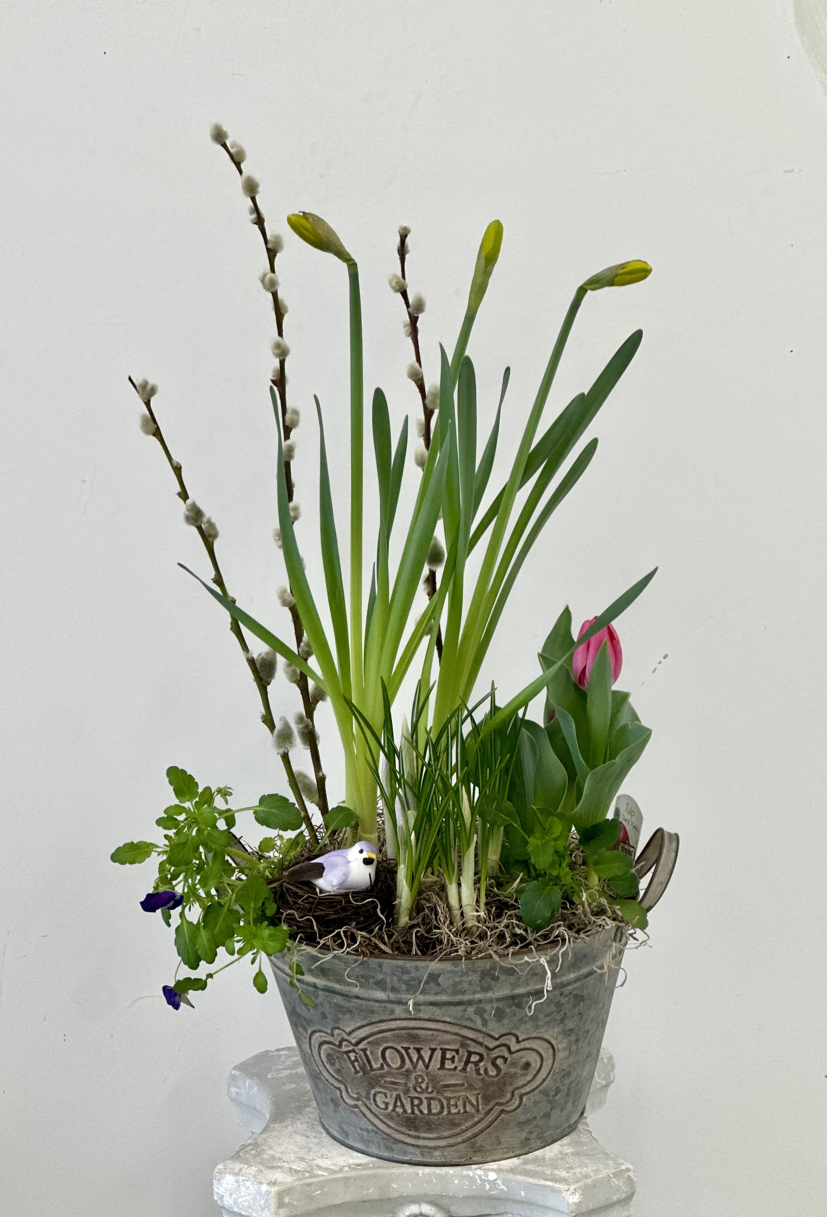 Spring Blossom Garden Pot by Westford Florist Art by Veny - Bring a burst of spring into your home with the Spring Blossom Garden Pot by Westford Florist Art by Veny! This charming arrangement showcases a vibrant mix of daffodils, crocuses, tulips, and cheerful pansies—all lovingly nestled in an elegant clay pot. Topped off with a delightful decorative bird and playful pussy willows, this garden pot adds a touch of whimsy to any space. Perfect for brightening up your living room or as a thoughtful gift for someone special, it’s like having springtime right at your fingertips! Enjoy the beauty of nature without the fuss—just sit back and let these stunning blooms do their magic.