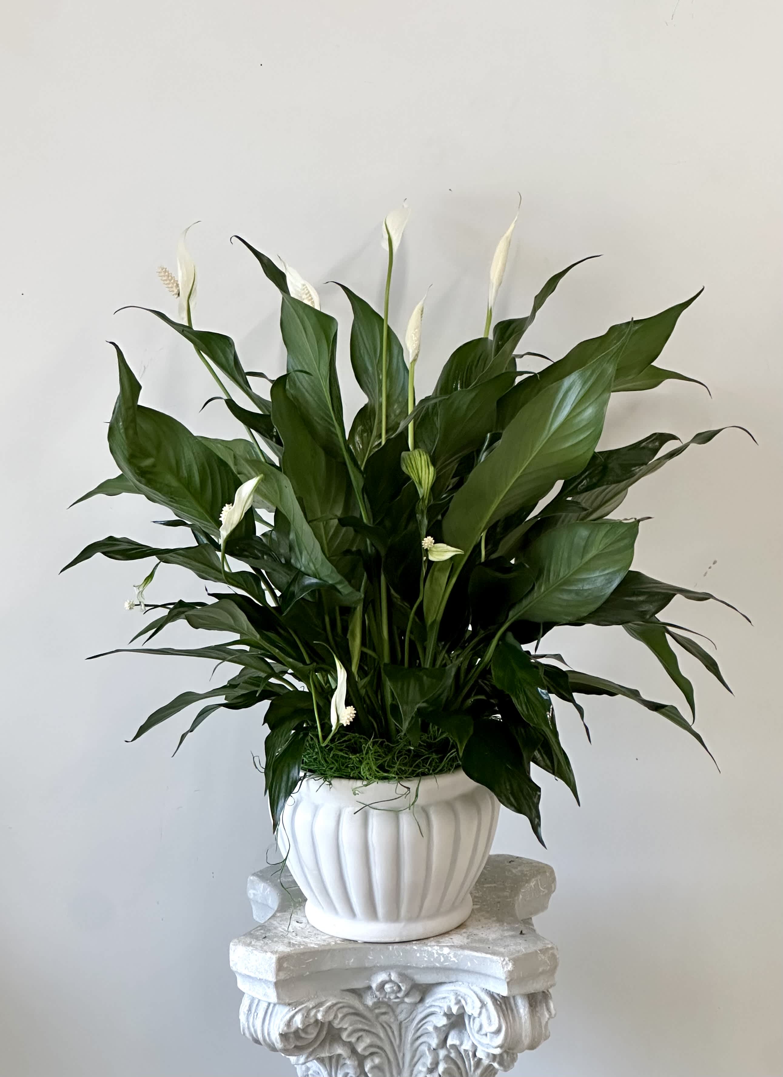 White peace lilies in a white ceramic pot