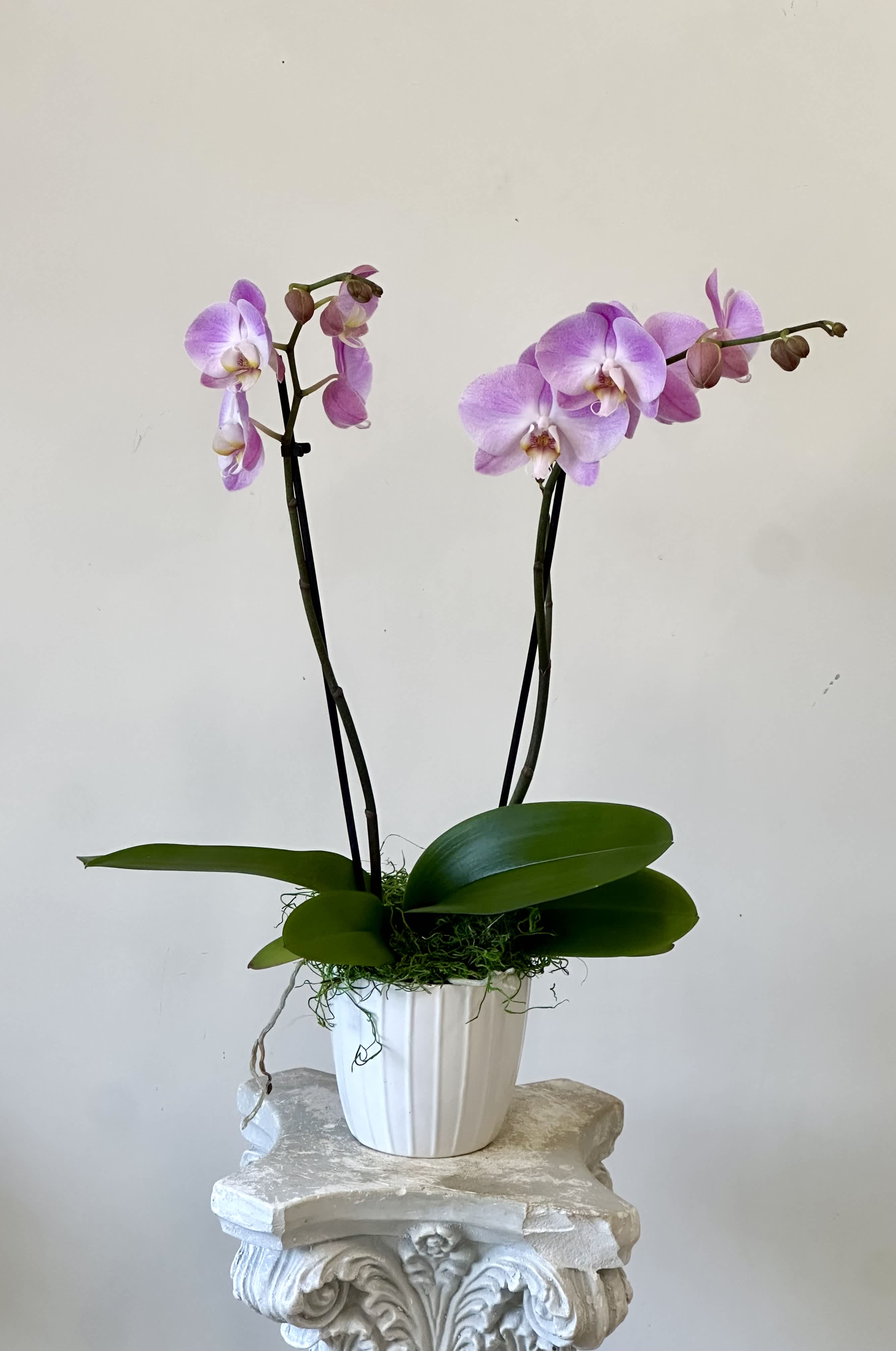 Potted orchid with two lavender flower spikes in a white pot