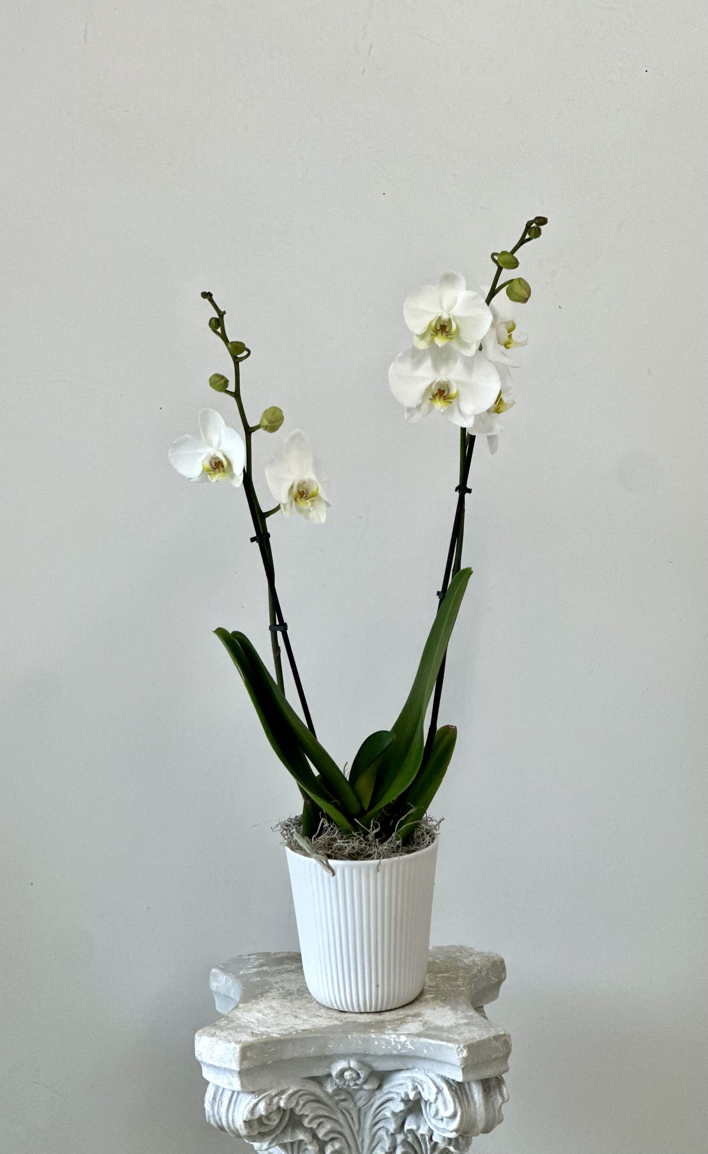 White orchid plant in a ribbed white pot on a decorative pedestal