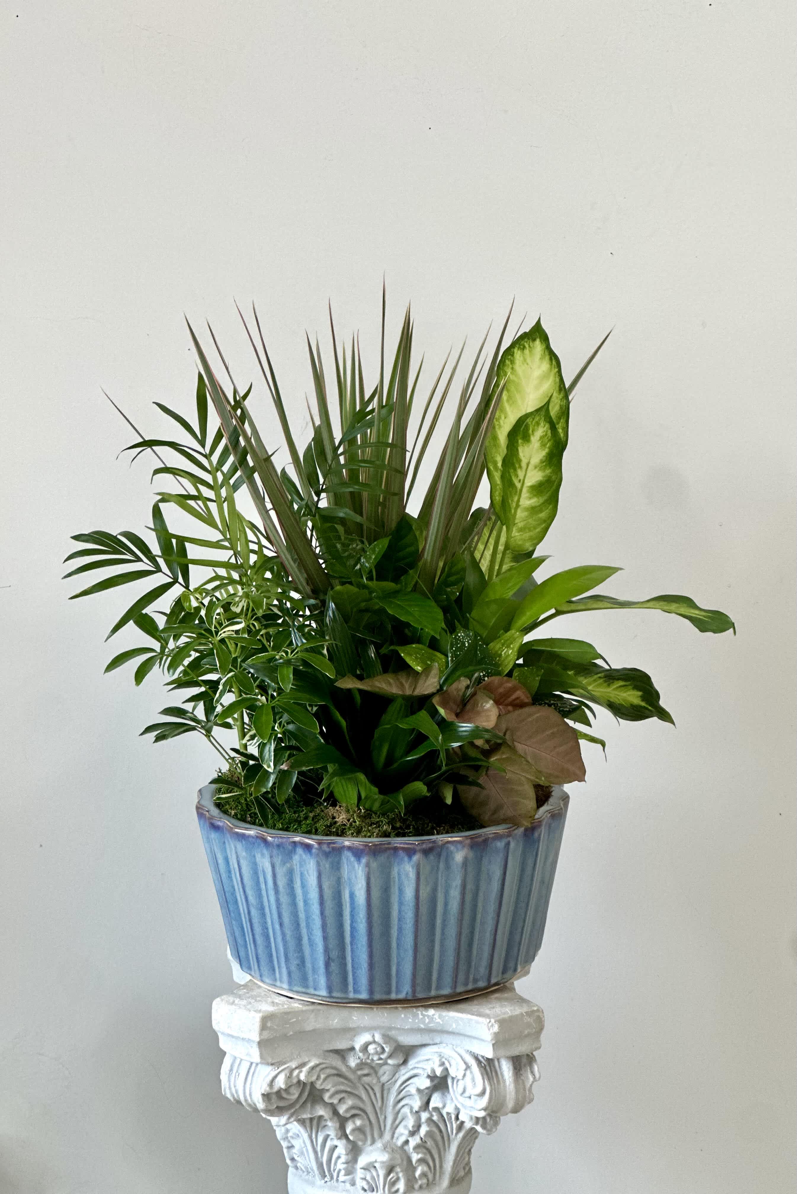 Mixed green plant arrangement in a blue ceramic planter
