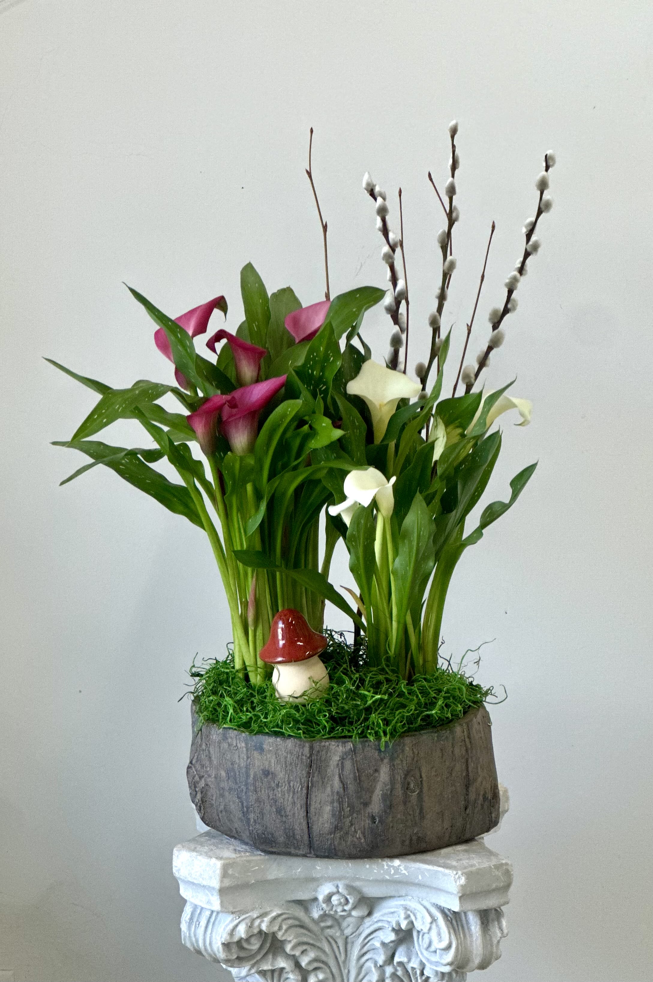 Calla Lily Blooming Plant by Westford Florist Floral Art by Veny - Transform your environment with the exquisite Calla Lily Blooming Plant by Westford Florist Floral Art by Veny. This stunning arrangement features vibrant blooms that radiate elegance and sophistication, making it an ideal choice for enhancing both home and office spaces. Thoughtfully cultivated for longevity, each lily flower promises to maintain its striking beauty over time. Housed in a charming rustic container, this plant not only serves as a captivating centerpiece but also brings a unique touch to your décor. Perfect for gifting or simply indulging in the beauty of nature—experience the allure of Calla Lilies today.