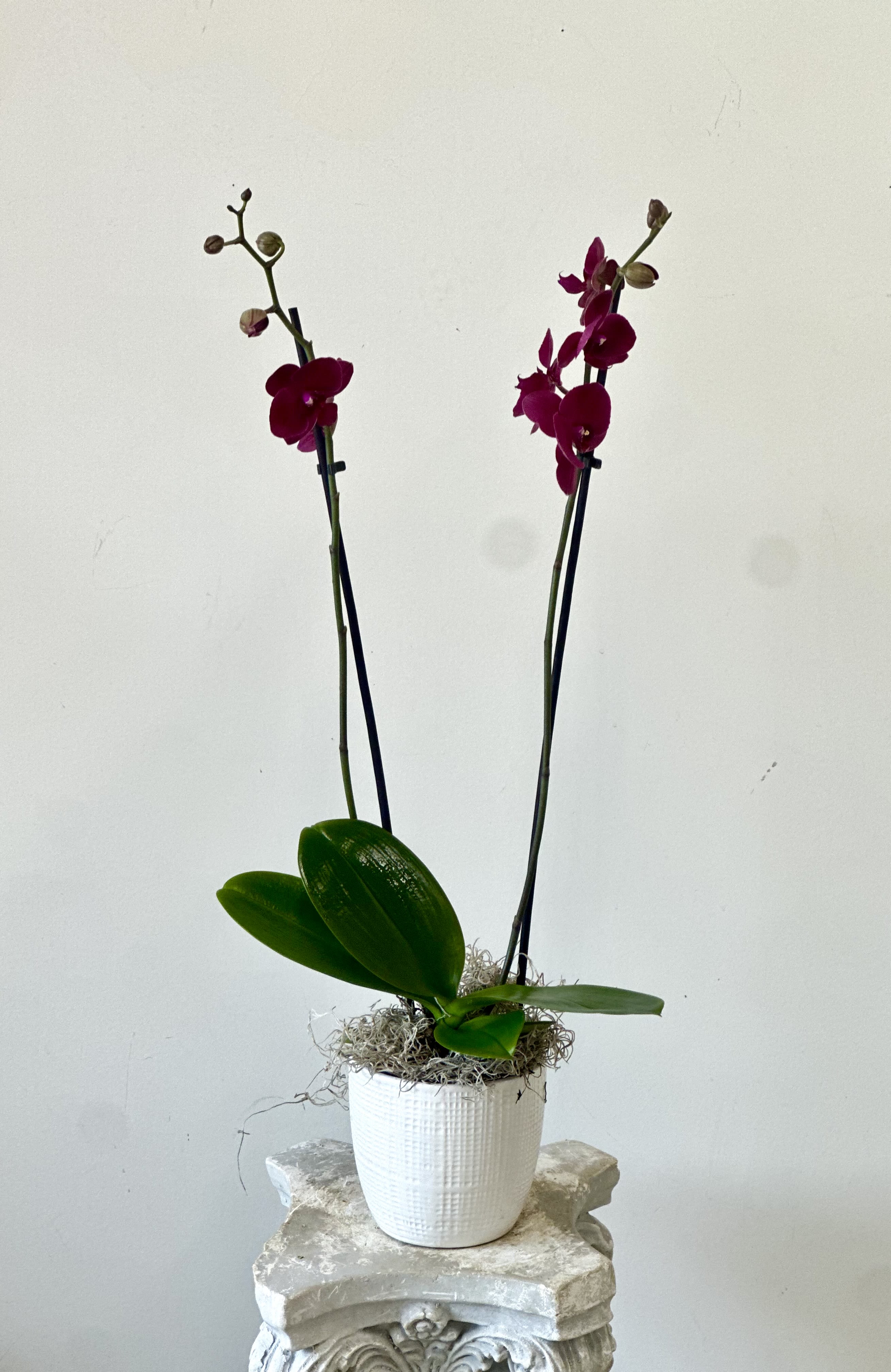 Potted orchid with magenta blooms in a white container