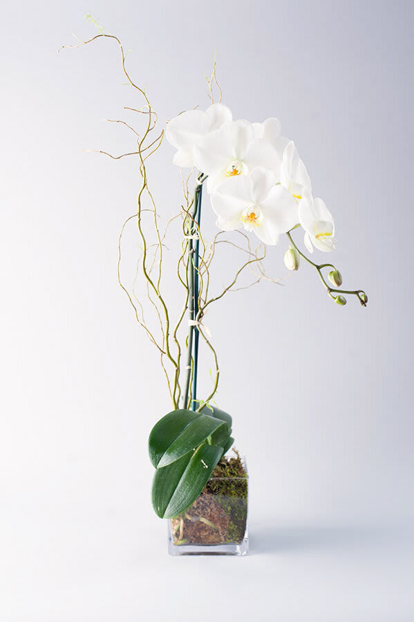 White orchid arrangement in a clear square vase with curly branches