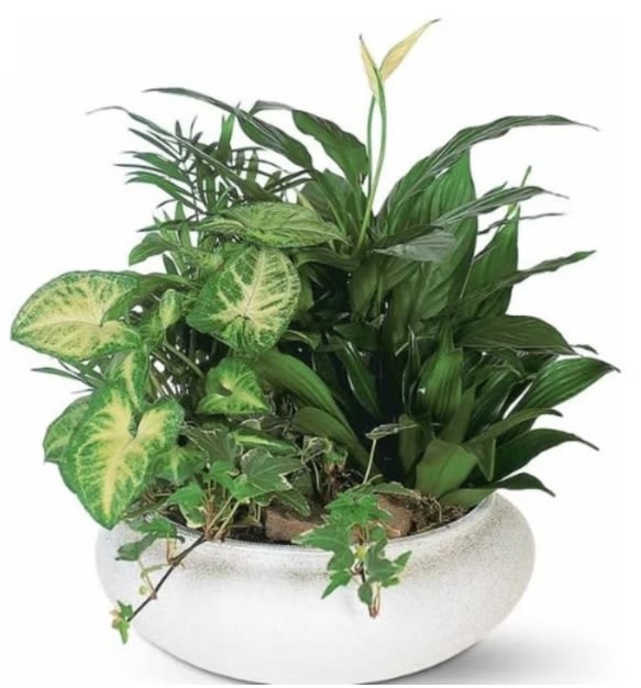 European Dish Garden - Sympathy - A European dish garden in a ceramic pot is a beautiful way to celebrate your loved one and for the family to have a memory piece.