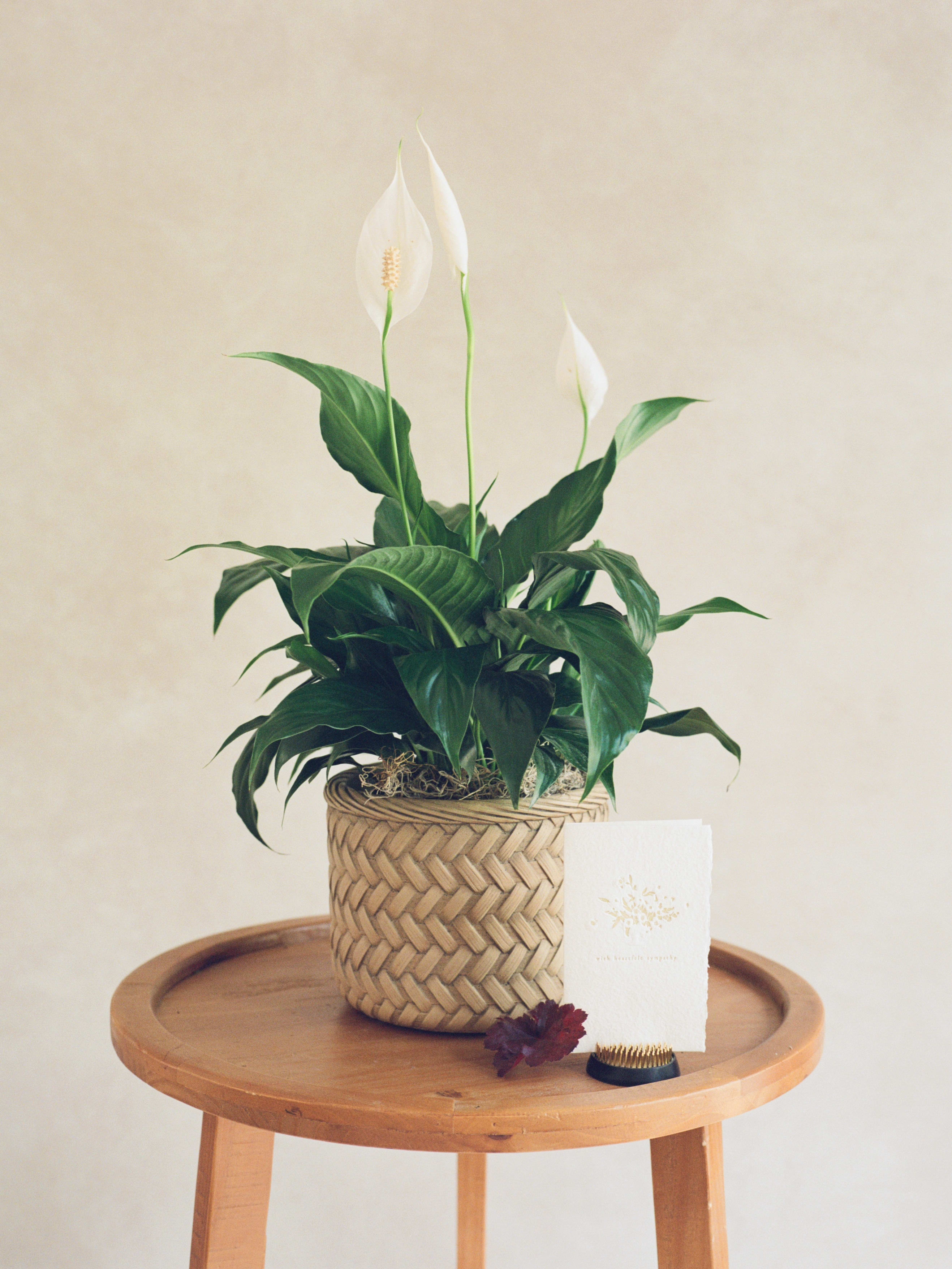 Potted peace lily with white blooms in a woven basket planter
