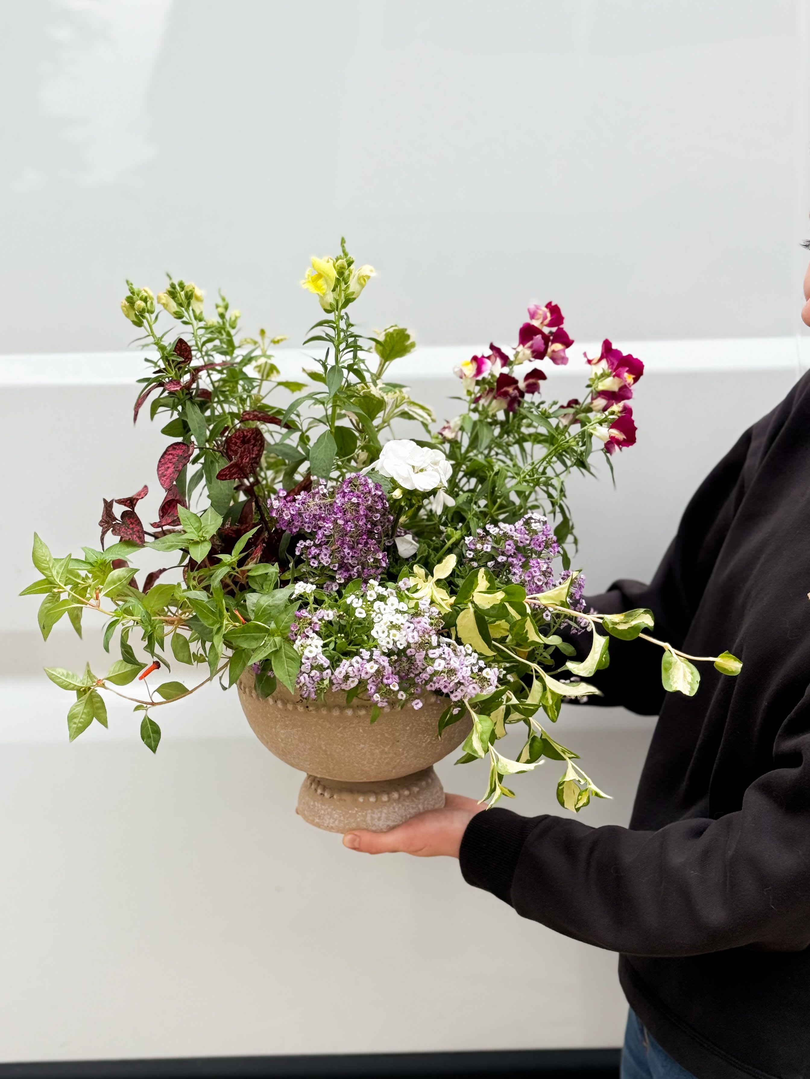  Seasonal Flower Garden  - A beautiful Seasonal garden designed in cement planter.  A mix of 4-6 seasonal plants. This is perfect for a patio table, front porch or anywhere with bright light.  