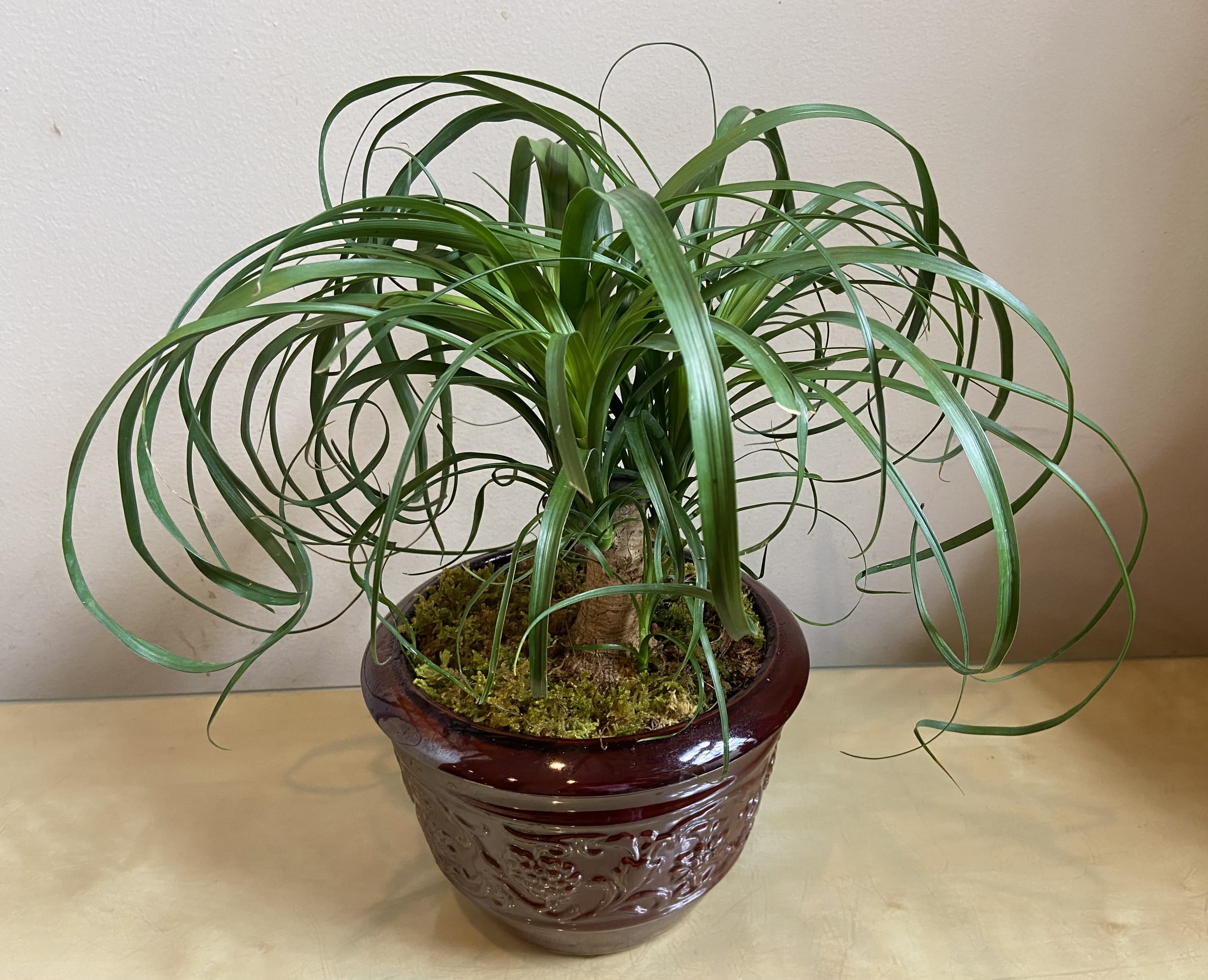 Potted ponytail palm in a glossy burgundy ceramic planter