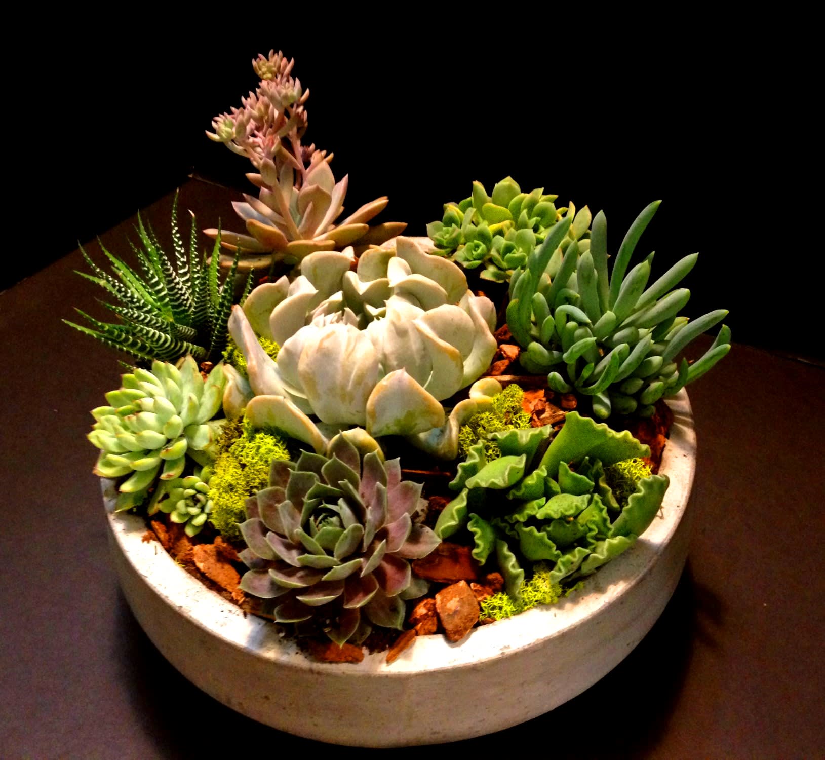 Succulents Garden - Great to brighten up your space and as a gift.  Easy to care.  The container may vary based on the availability.