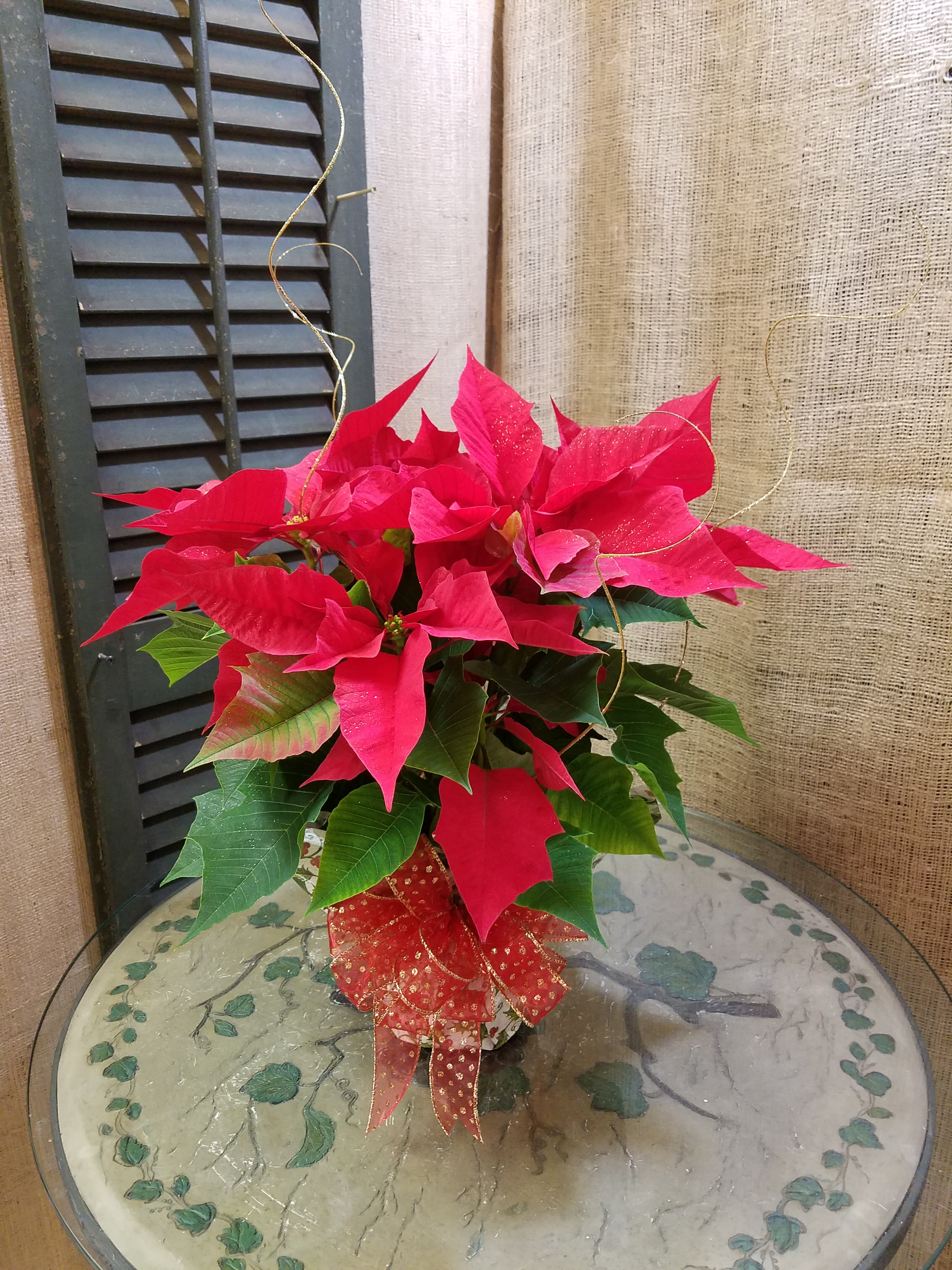 Potted red poinsettia with a decorative ribbon