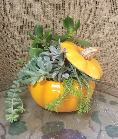 Succulent arrangement in a yellow pumpkin container