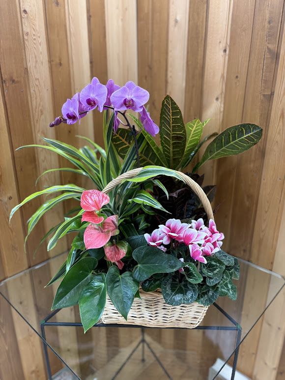 Basket of potted orchids and leafy houseplants