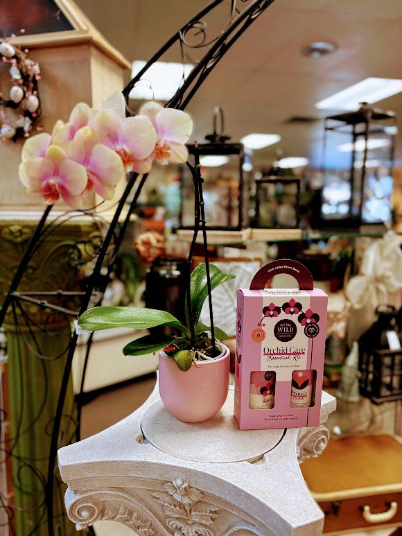 Potted pink orchid with a care kit box beside it