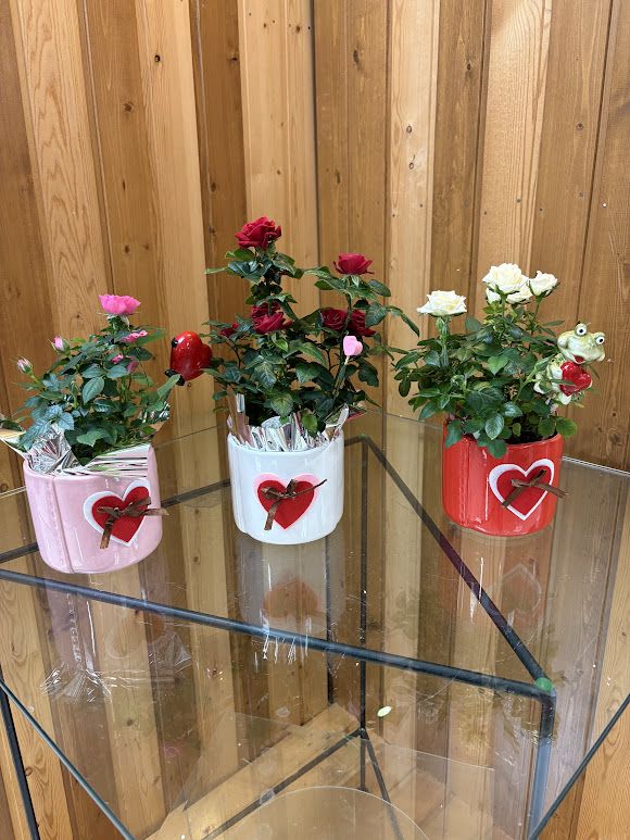 Three potted rose plants in pink, white, and red containers with heart decorations