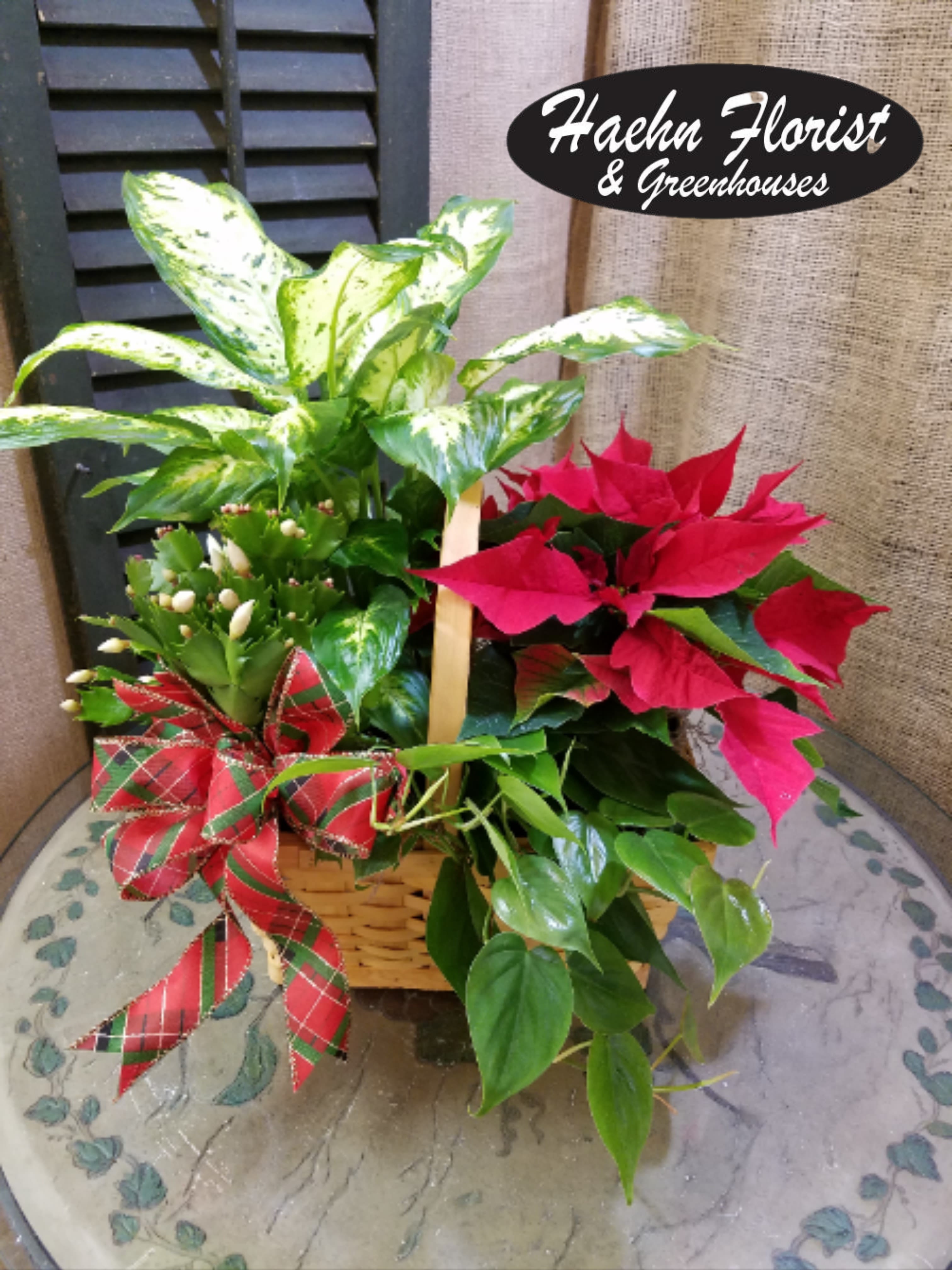 Basket of poinsettias and a variegated houseplant with a plaid bow