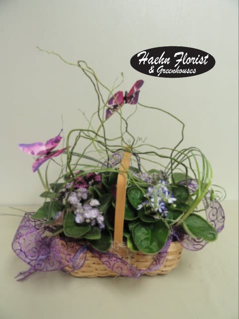 Butterfly Love - African Violets in a basket decorated with butterflies.