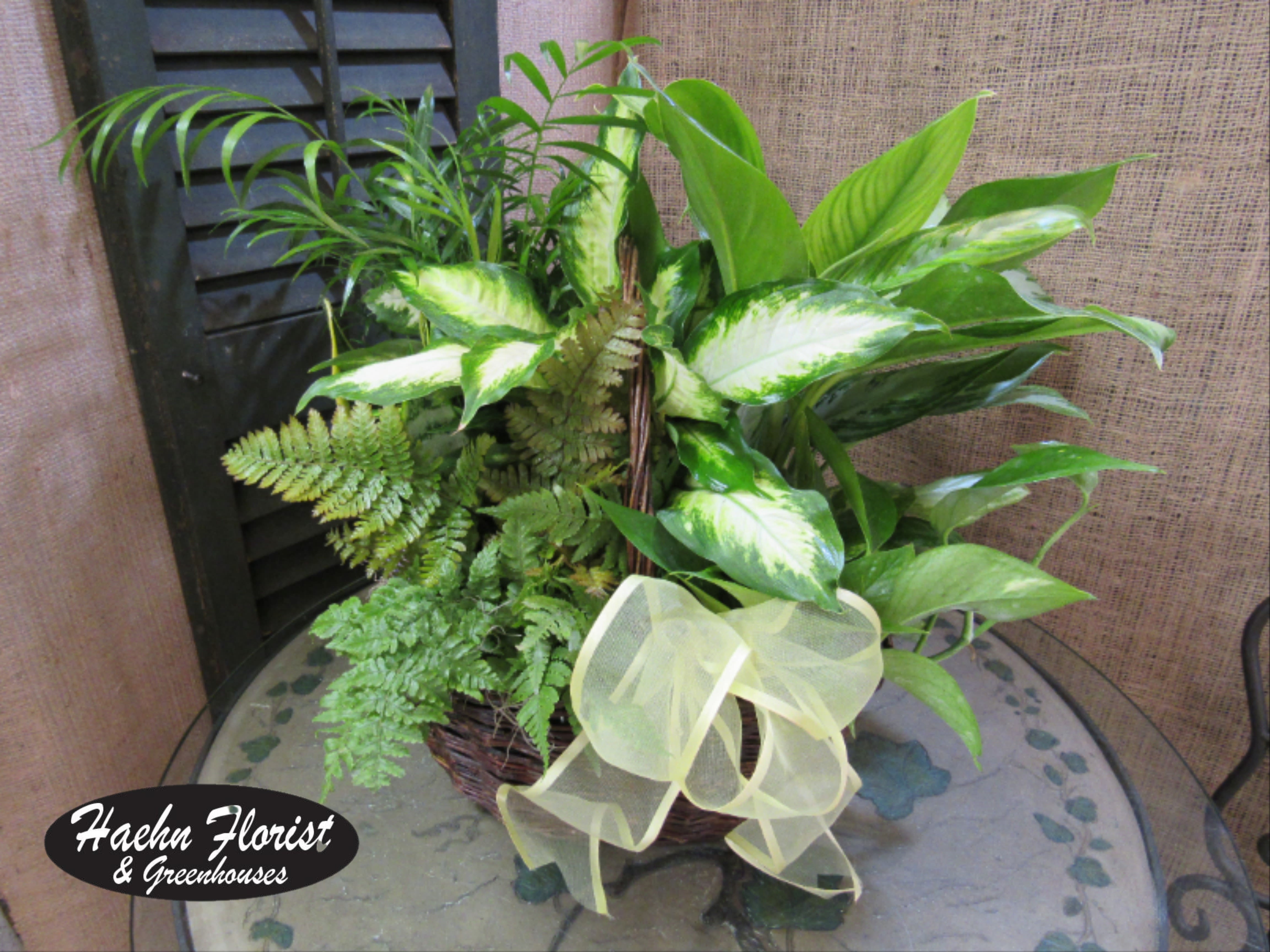 Basket of assorted green houseplants with a pale ribbon bow