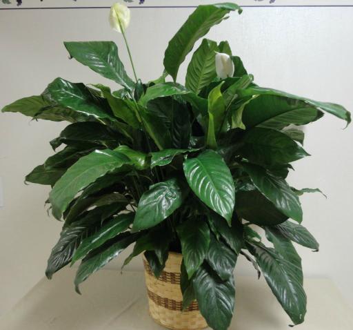Potted peace lily with white blooms in a woven basket