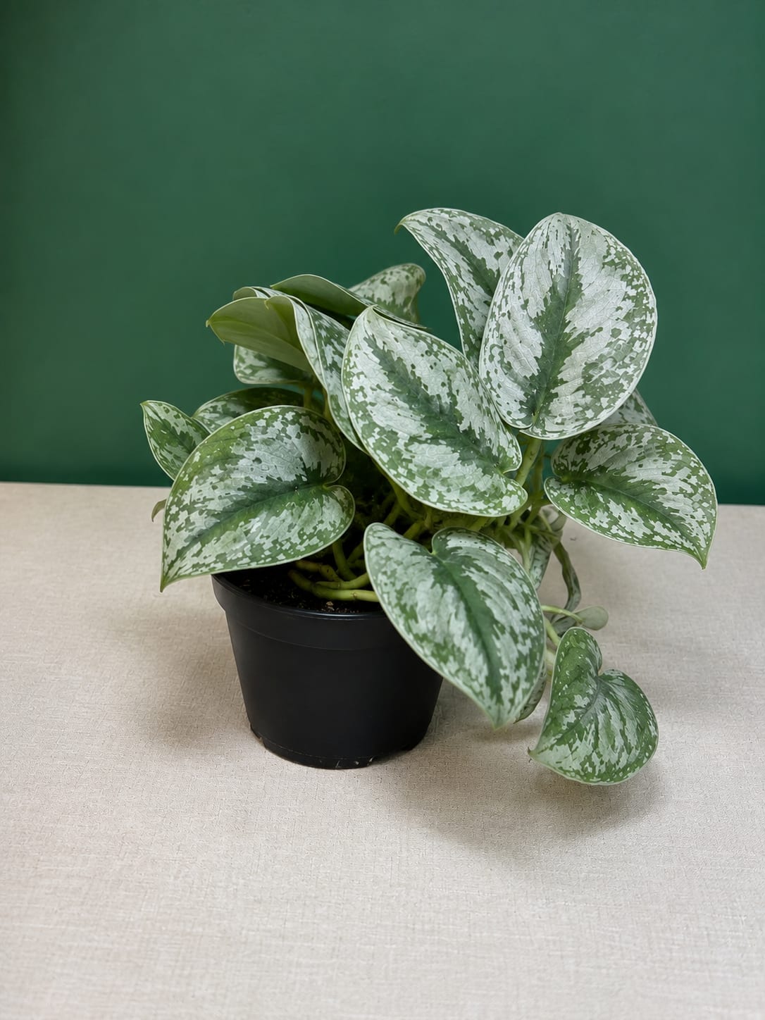 Satin Pothos (Scindapsus pictus ‘Exotica’) - A stunning indoor plant with large, velvety green leaves splashed with silver. Easy to care for and perfect for shelves, tabletops, or hanging baskets, it thrives in bright, indirect light and brings a touch of elegance to any room.