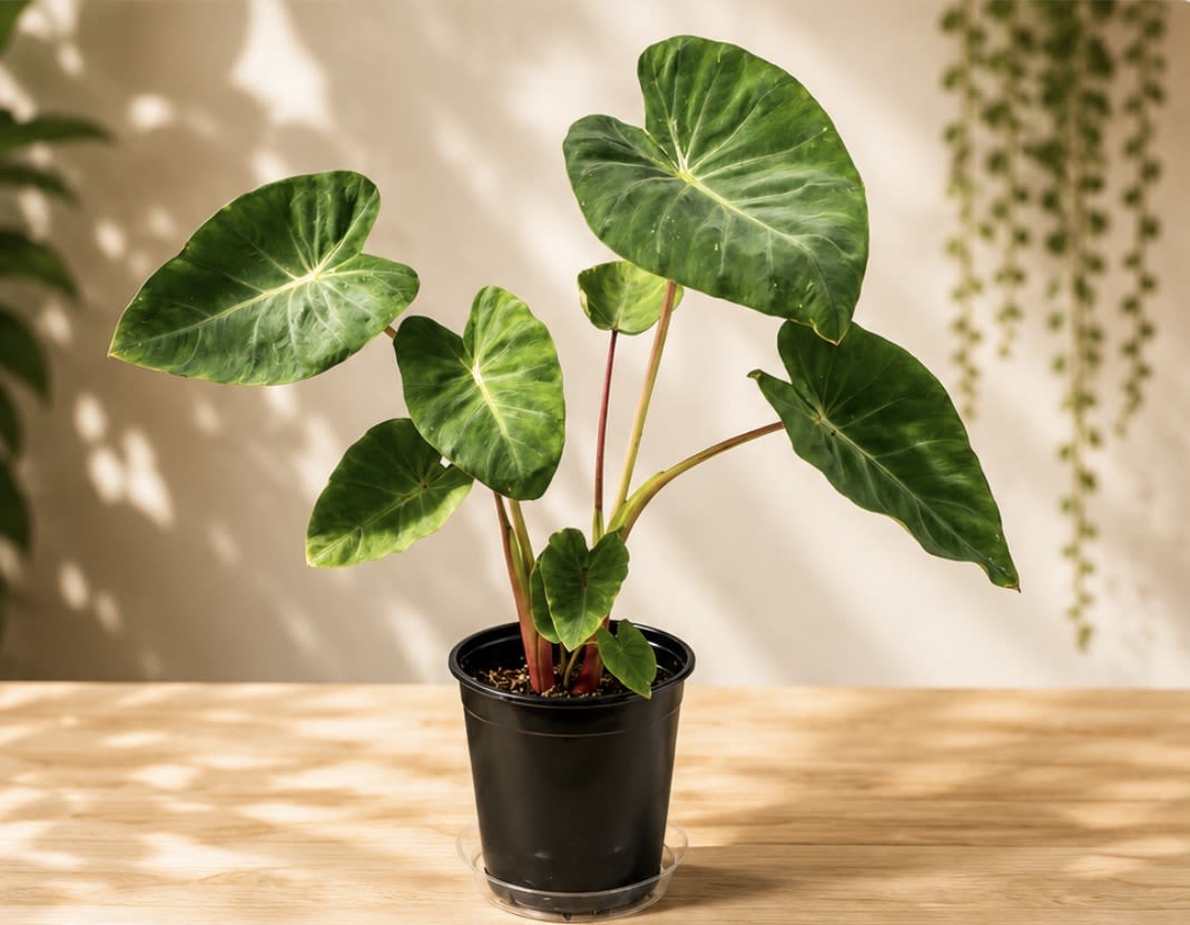 Taro Elephant Ear - Taro (Elephant Ear) with large, dramatic arrowhead leaves and a bold, tropical look. A statement houseplant that thrives in bright, indirect light and adds lush greenery to any space. 