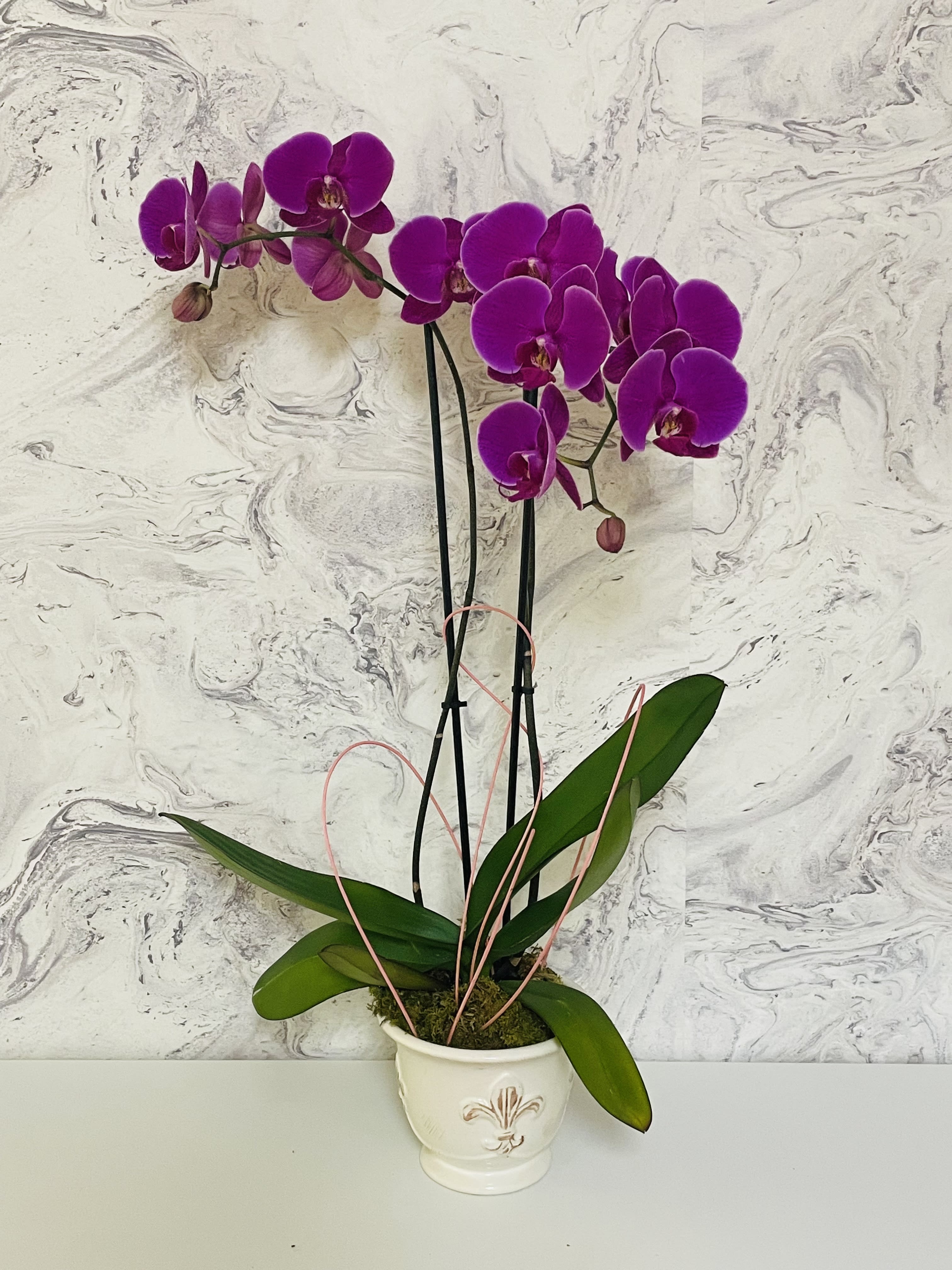 Purple orchids in a white ceramic pot