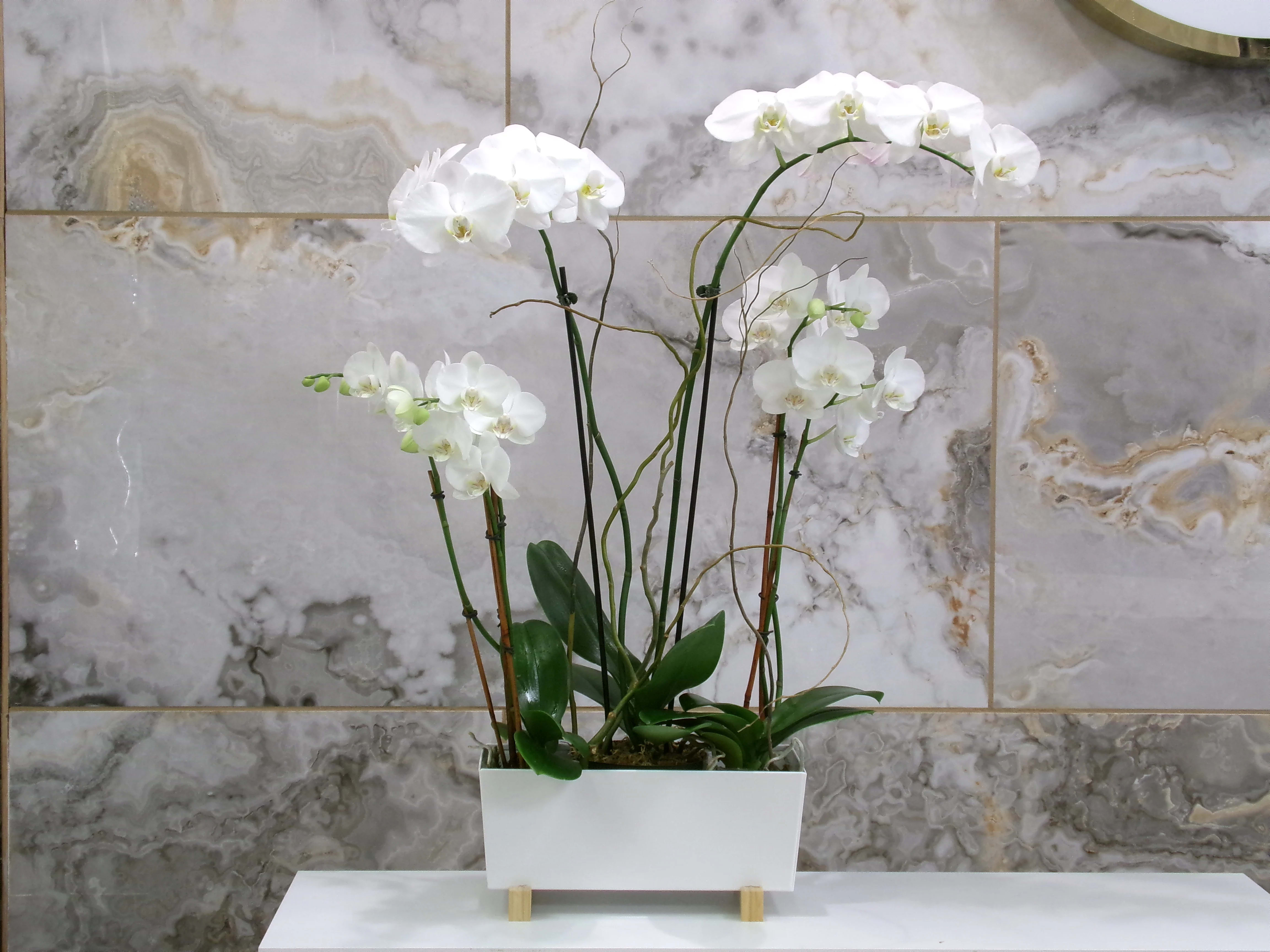 White orchids arranged in a rectangular white planter.