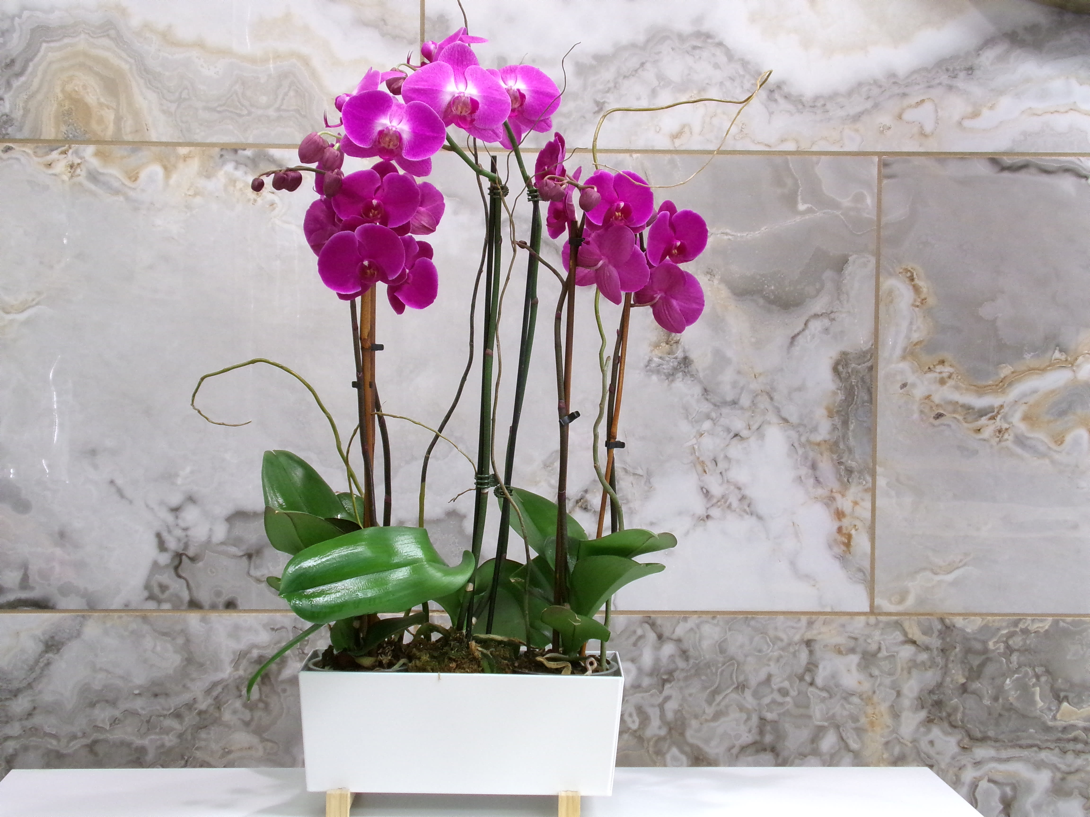 Potted arrangement of magenta orchids in a white rectangular planter