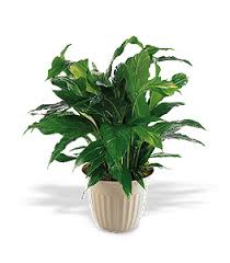Potted green houseplant in a beige ceramic pot