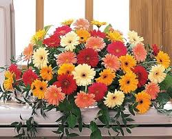 Large casket spray of multicolored daisy-like flowers