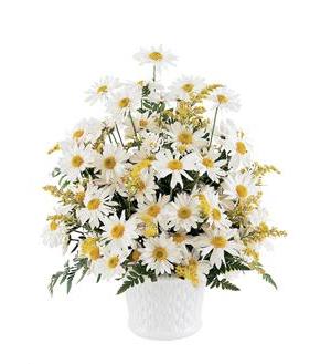 White daisy bouquet in a white vase