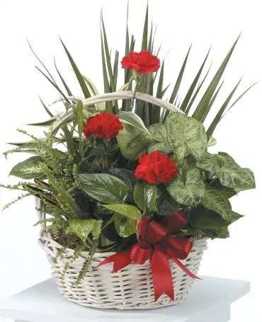 Red carnations in a white wicker basket with green foliage