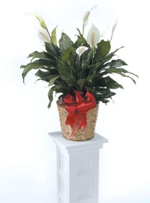 Potted peace lily arrangement in a wicker basket with a red bow