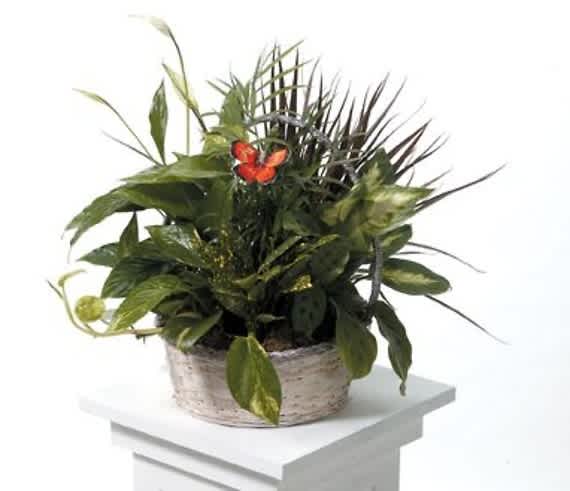 Potted green plant arrangement with a small orange butterfly accent