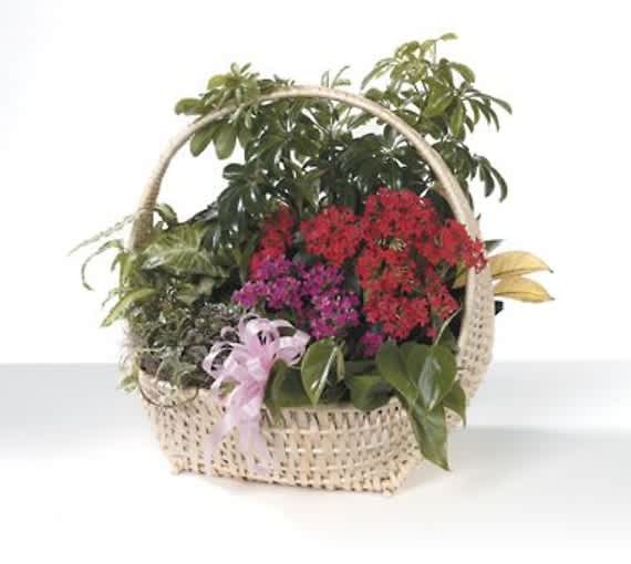 Basket of potted flowering plants with a pink ribbon