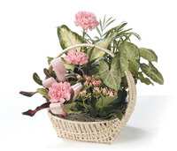 Pink flowers in a wicker basket with assorted potted plants