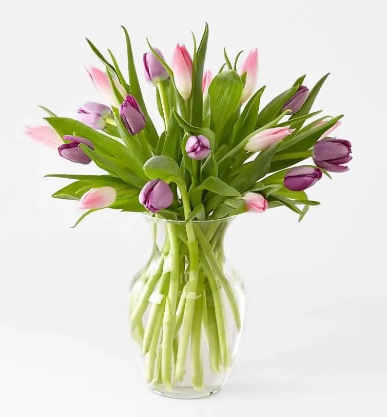 Bouquet of pink and purple tulips in a clear glass vase
