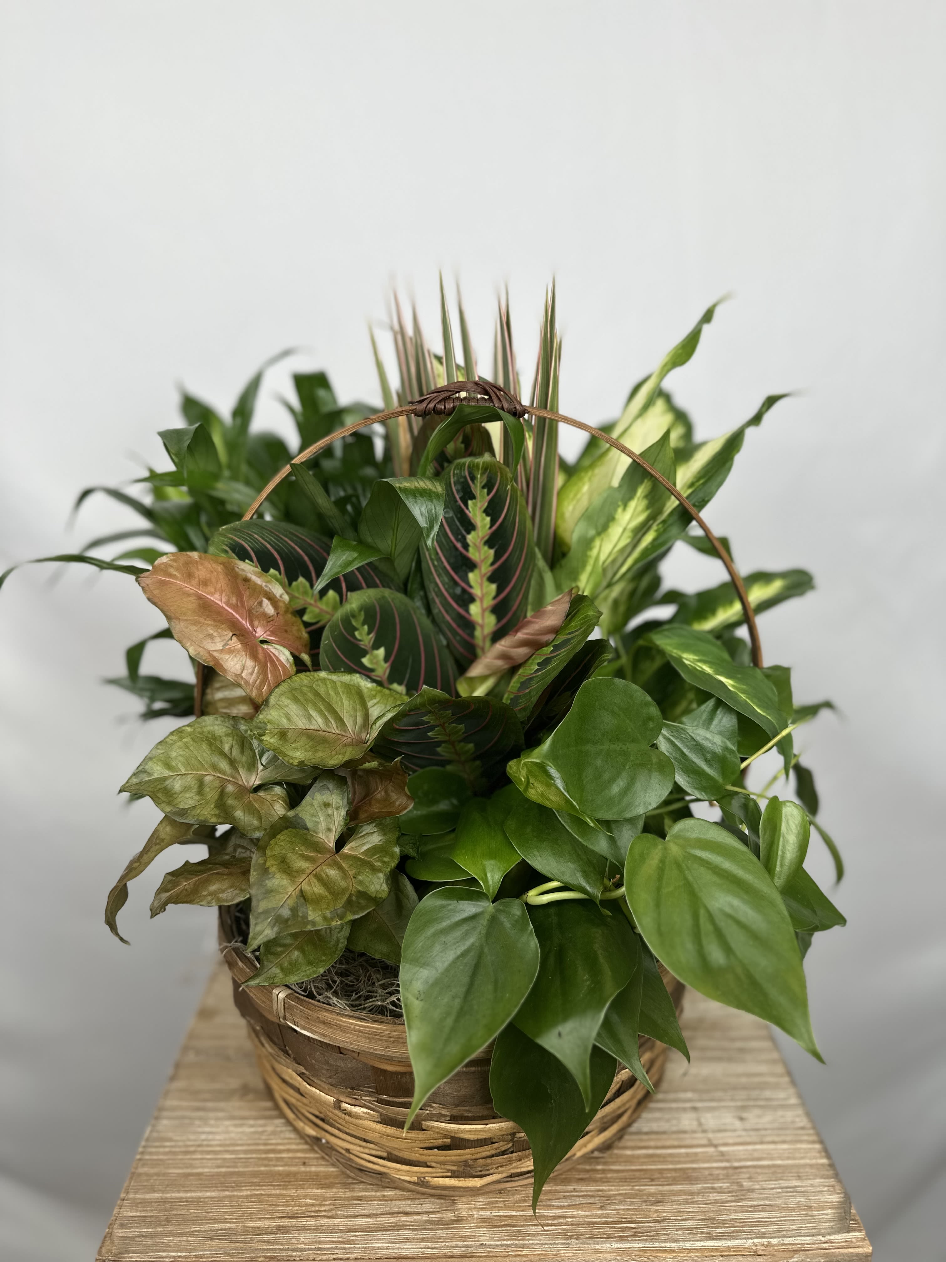 Basket of assorted green houseplants with a woven handle