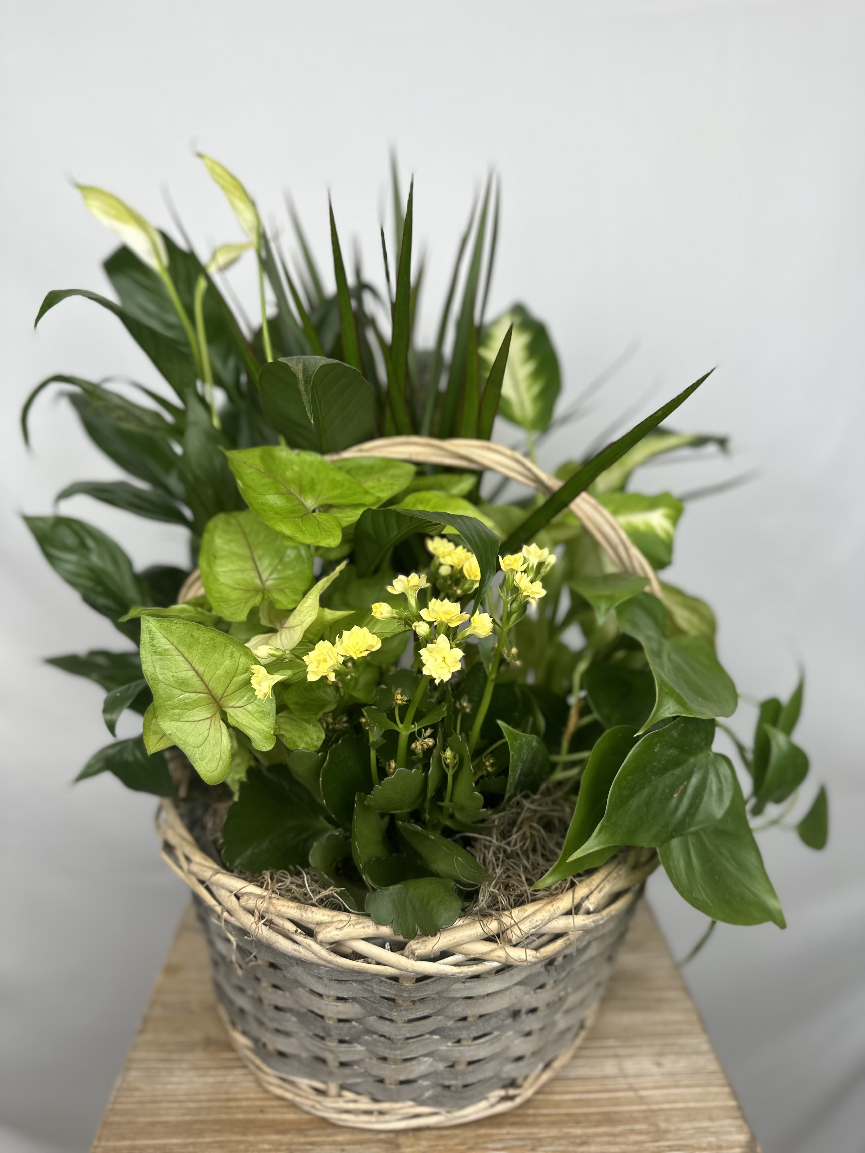 Basket of green houseplants with small yellow flowers