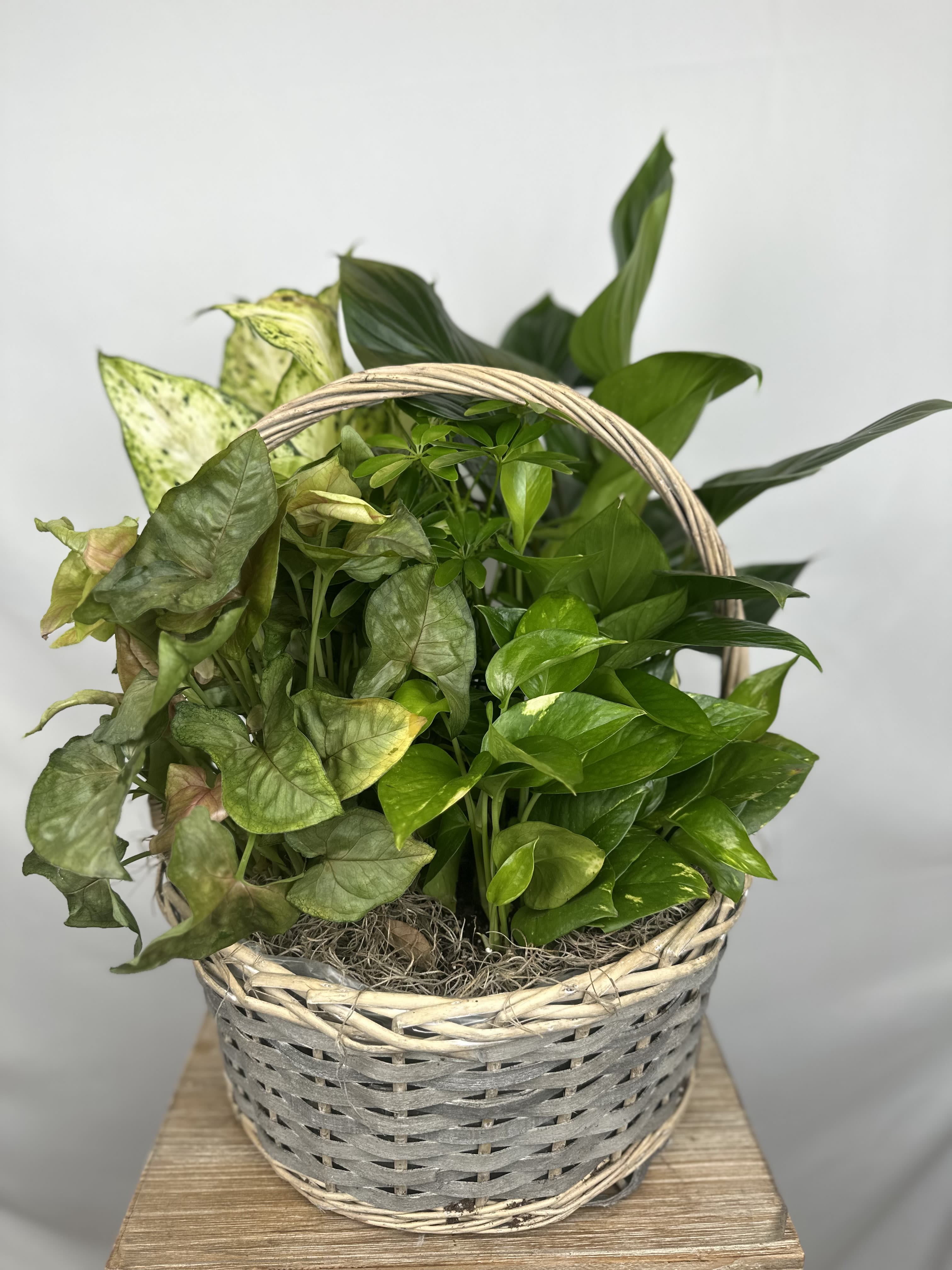 Basket of assorted green houseplants with a woven handle