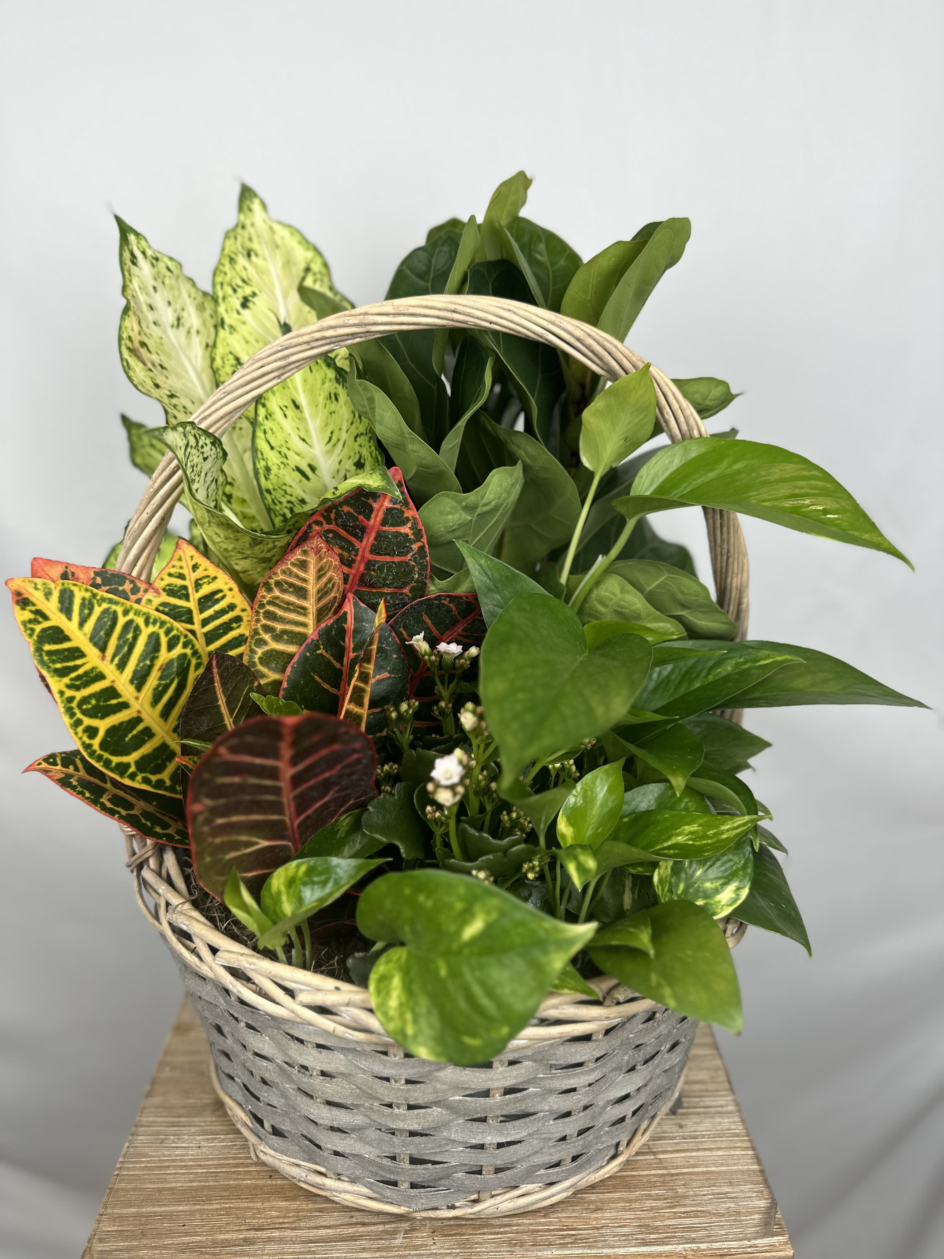 Basket of assorted potted plants with colorful croton leaves and green foliage