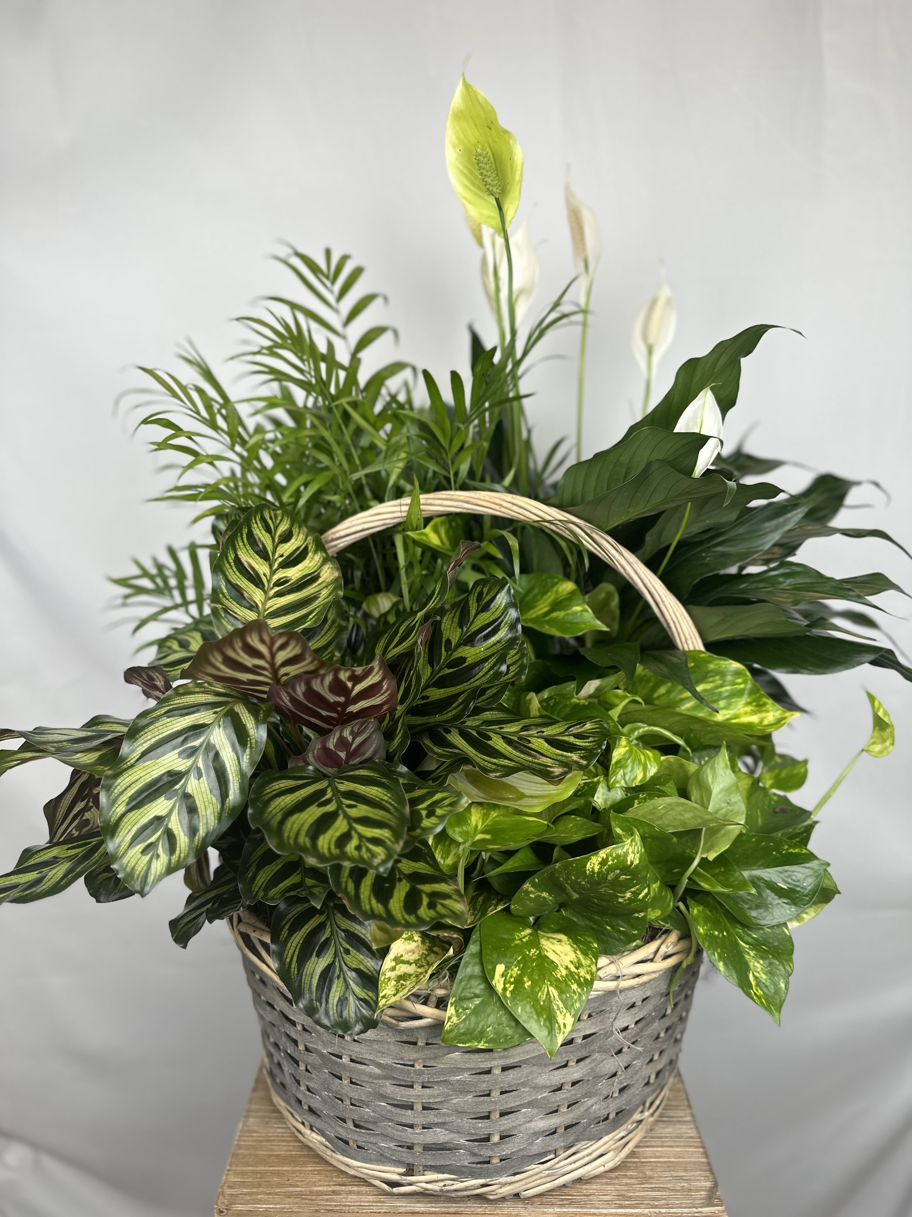 Basket of assorted green houseplants with white peace lilies