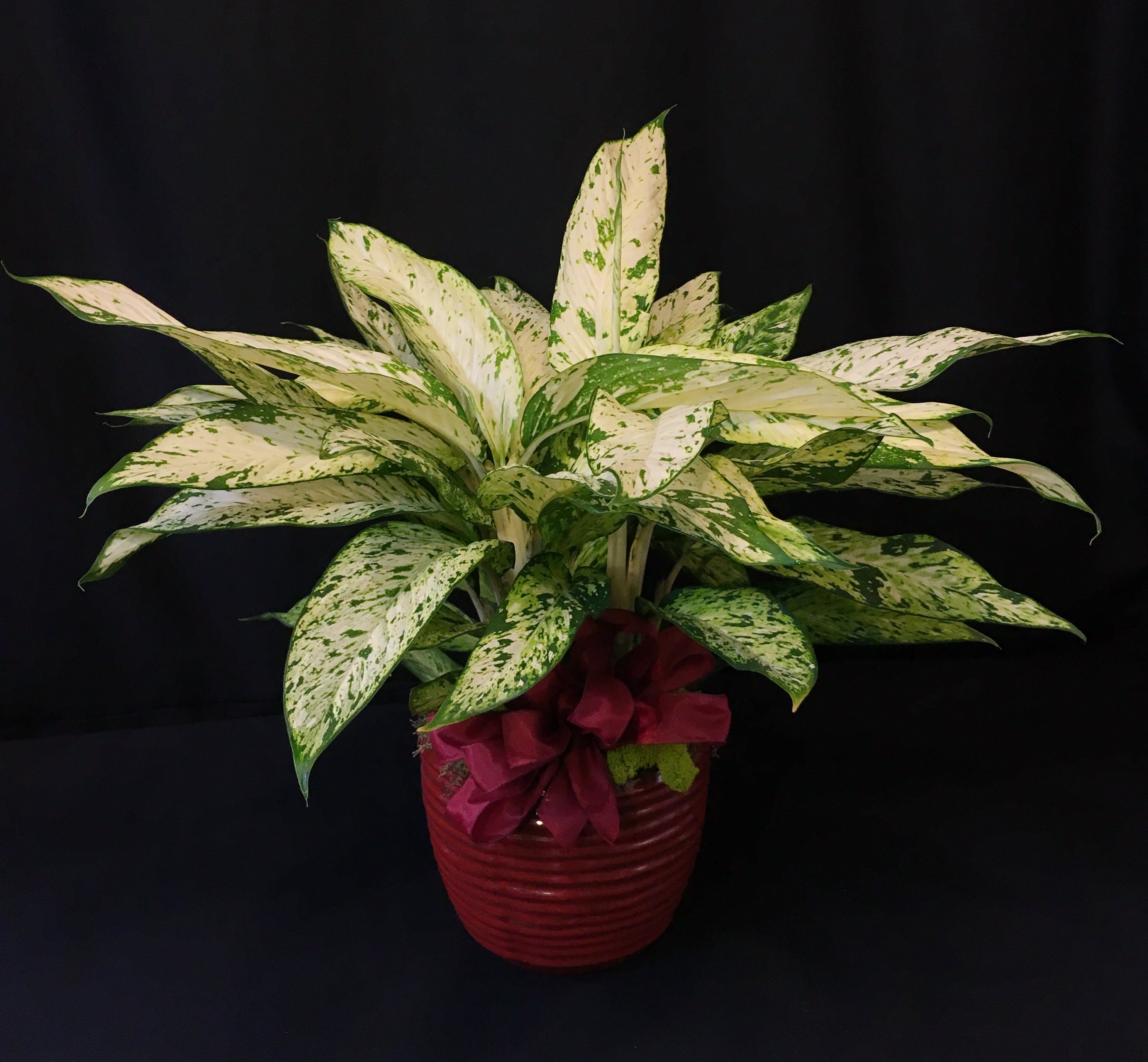 Exotic Potted Plant  - Premium pot, perfect for any home or office.  Tropical plant or exotic houseplant.  Needs bright indoor lighting. Easy care. Regular feeding. Plant and pot may vary.