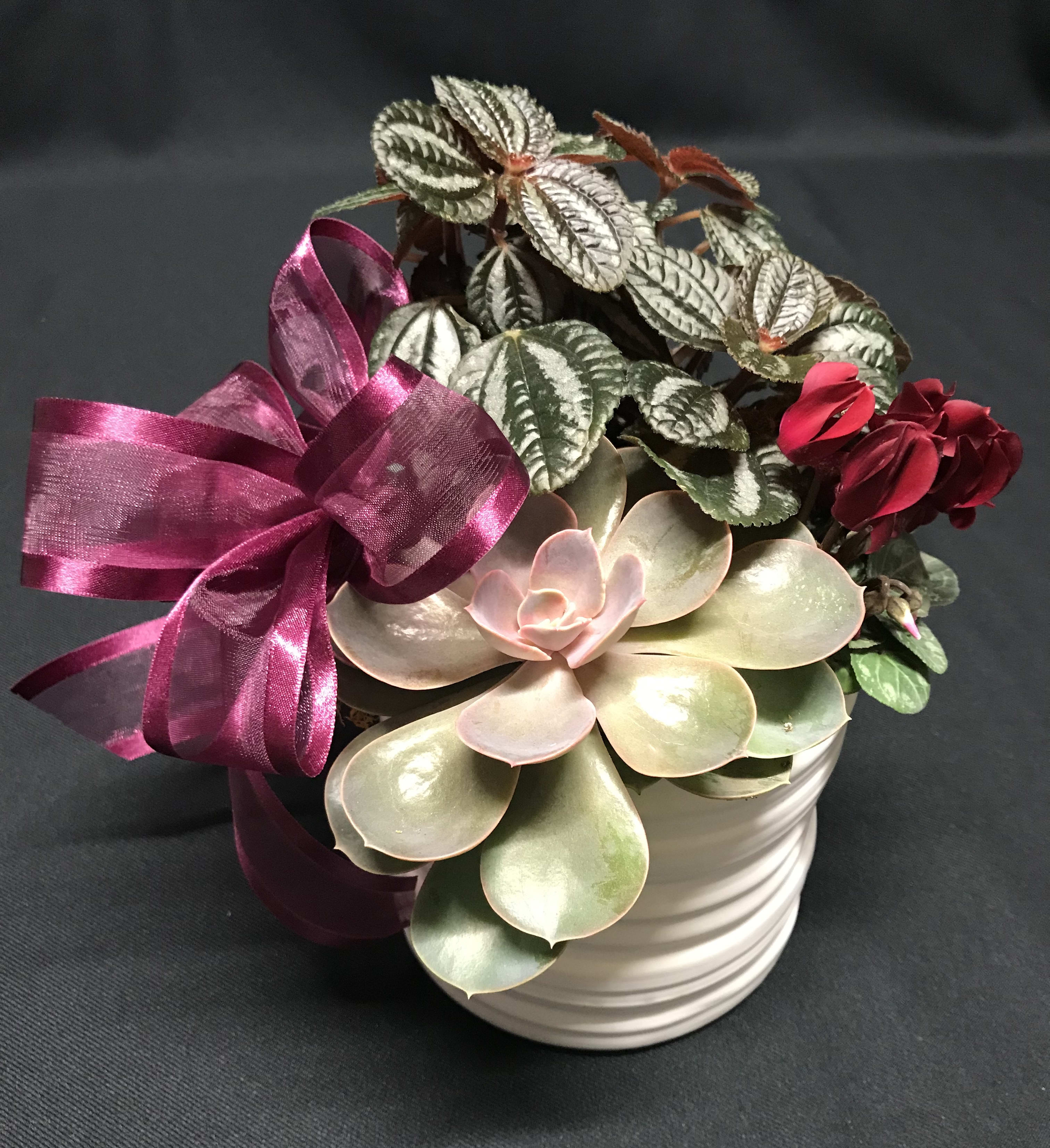 Sweet mini Modern Planter Garden -  Sleek little white pot planted with a mini blooming cyclamen, succulent, and green exotic plant. Subject to change at times as we get new containers and plants in stock. Adorable on any table or nook 