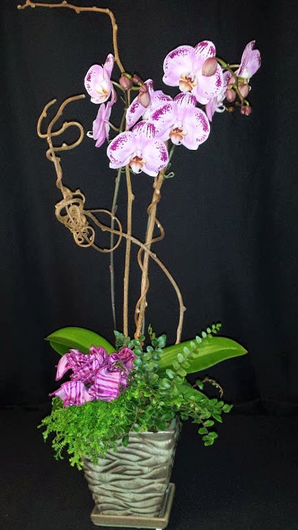 Pink orchids in a textured square pot with curly branches